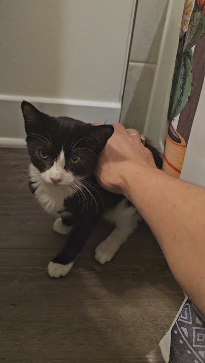 Enlarge Boots & Spot, a Adoptable mixed breed in Hyattsville, MD video 2/6
