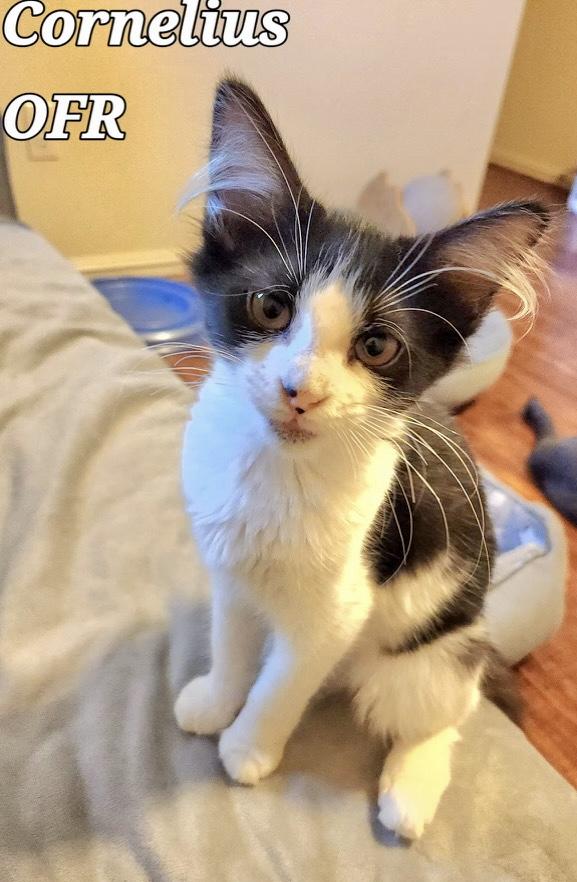 Cornelius, ADOPTABLE, Kitten Male Domestic Short Hair.