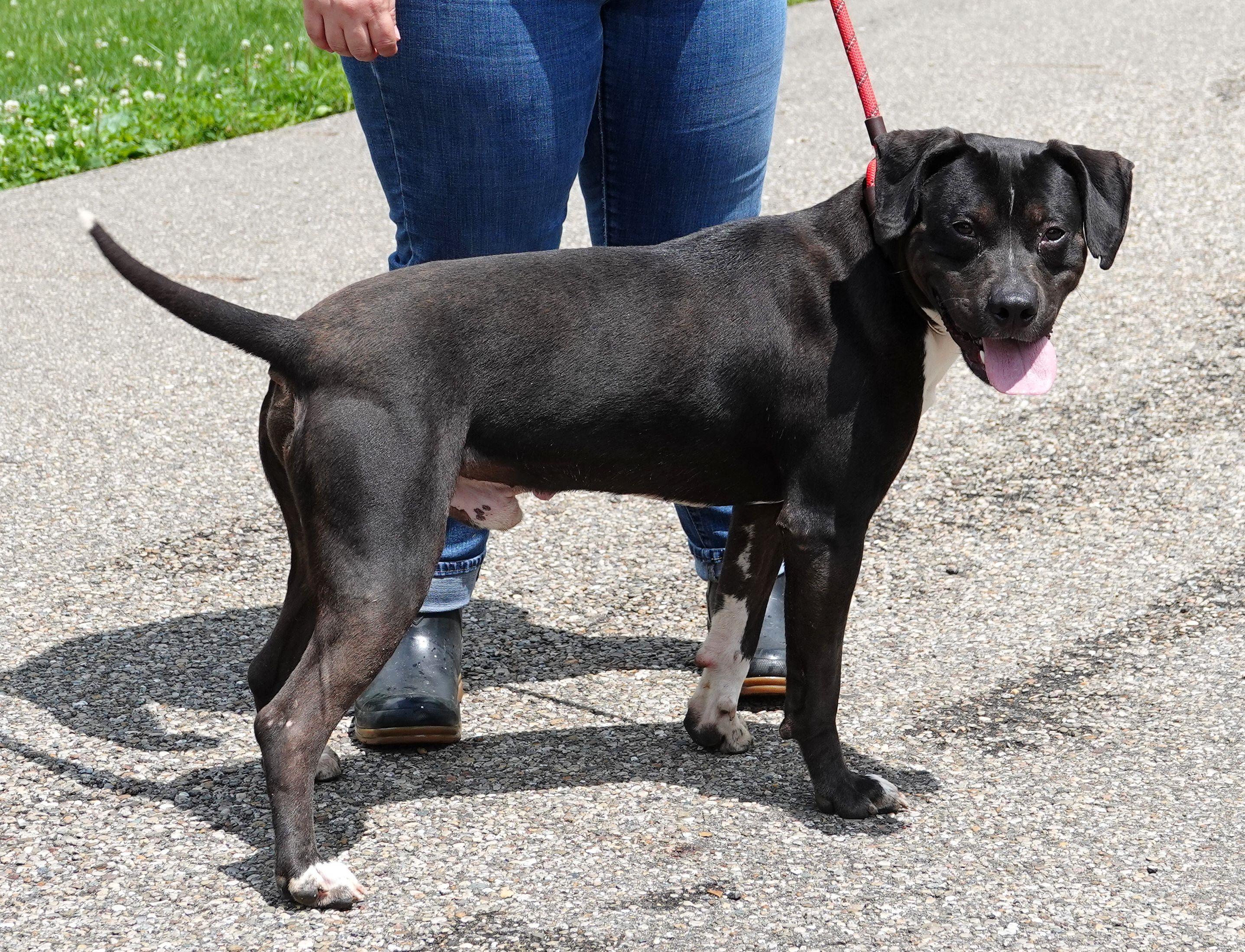 Enlarge Axle, a ADOPTABLE mixed breed in Millfield, OH image 2/3