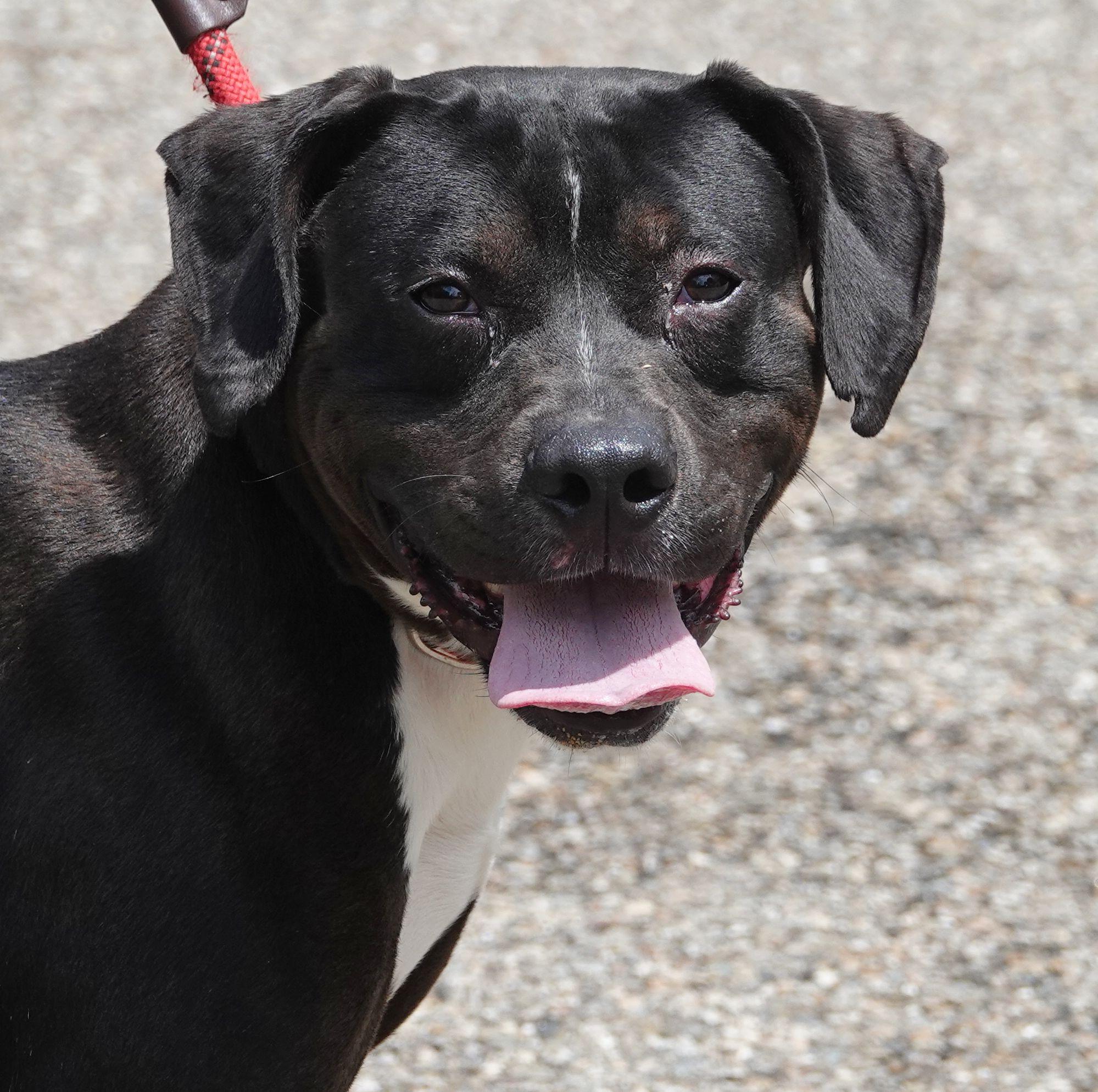 Enlarge Axle, a ADOPTABLE mixed breed in Millfield, OH image 1/3