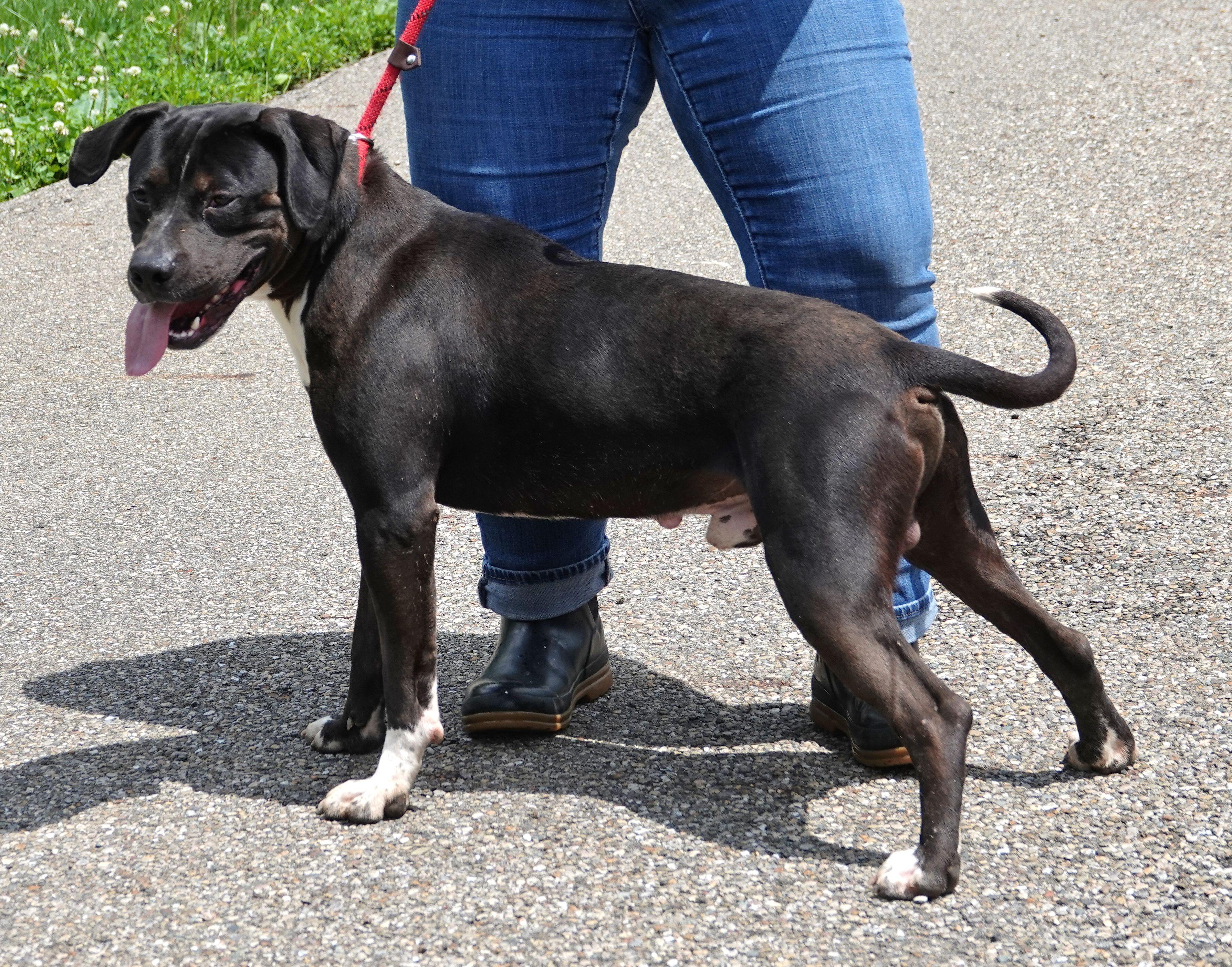 Enlarge Axle, a ADOPTABLE mixed breed in Millfield, OH image 3/3