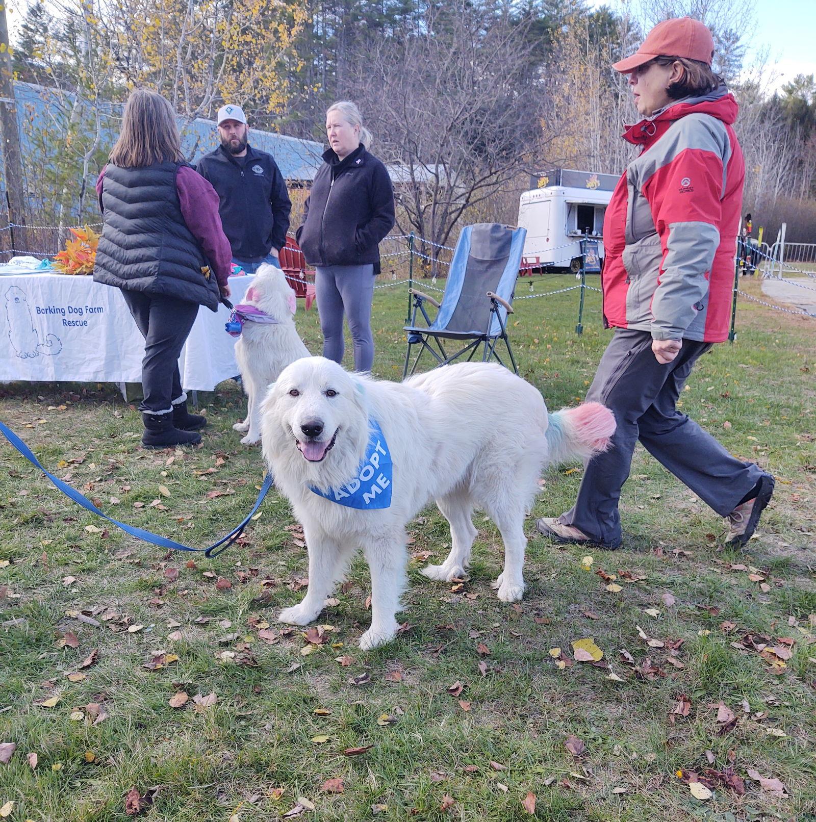 BO, a Adoptable Great Pyrenees in Croydon, NH image 1/3