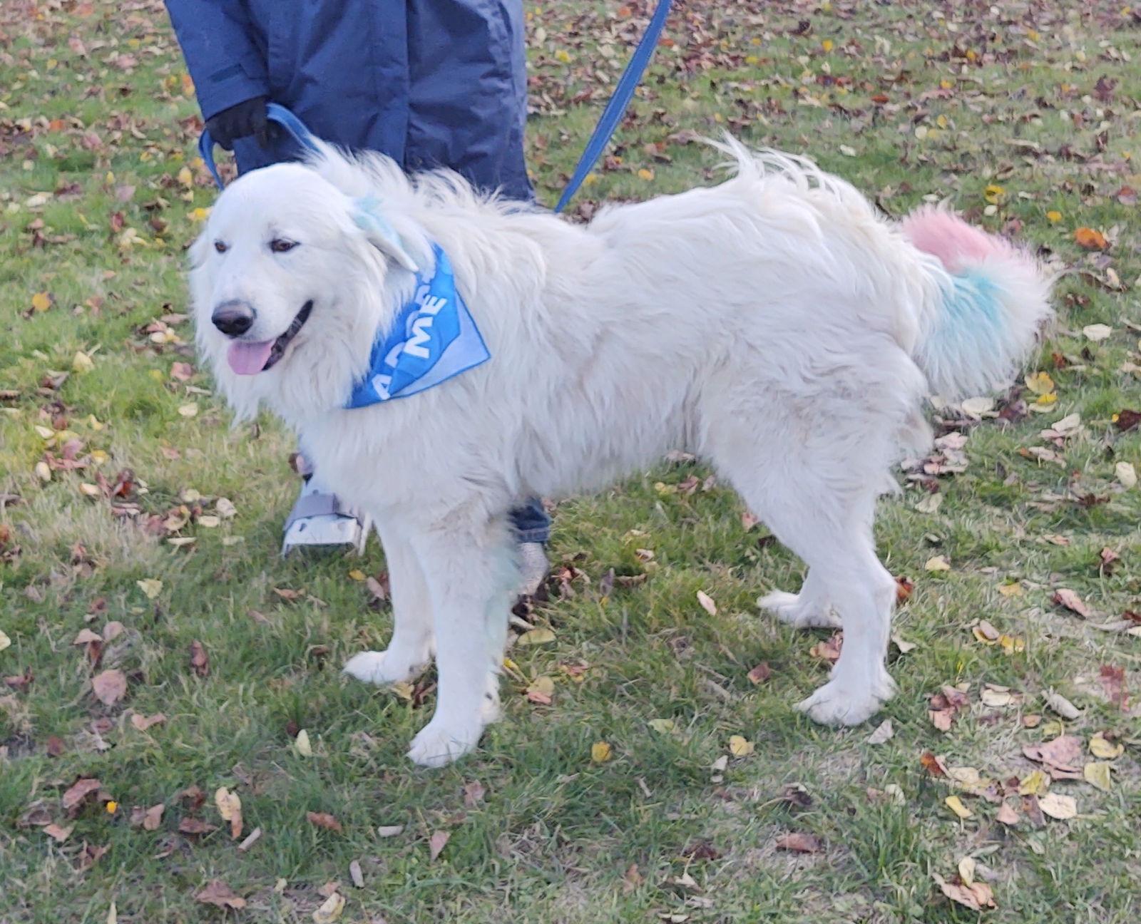 BO, a Adoptable Great Pyrenees in Croydon, NH image 2/3