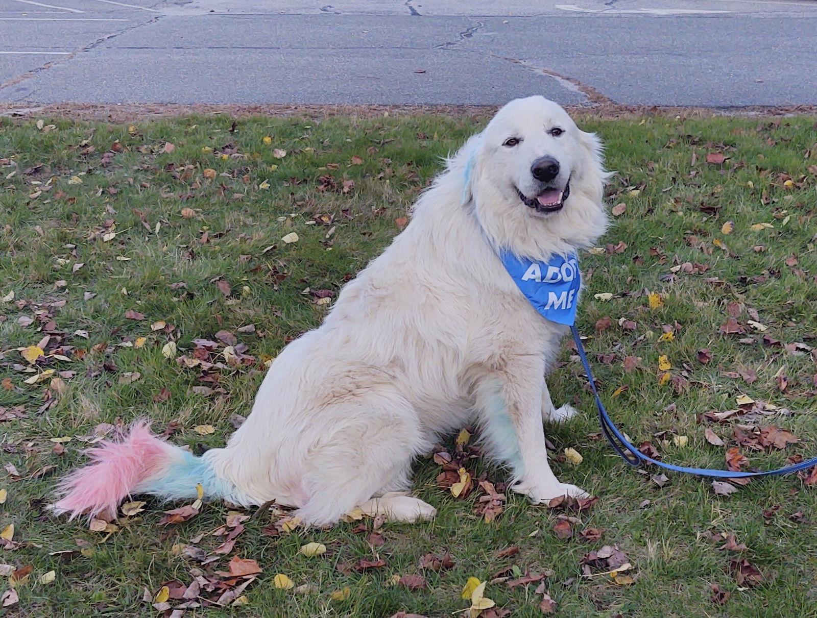 BO, a Adoptable Great Pyrenees in Croydon, NH image 3/3