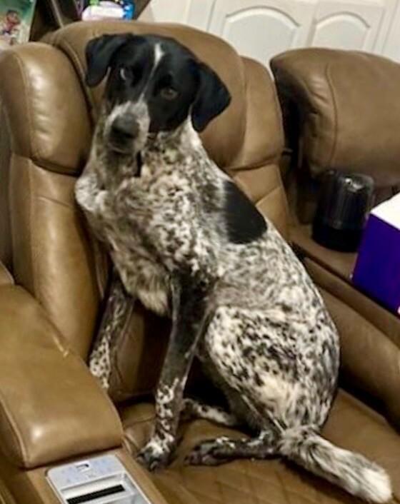 Enlarge Gunner, a Adoptable mixed breed in Anthem, AZ image 3/4