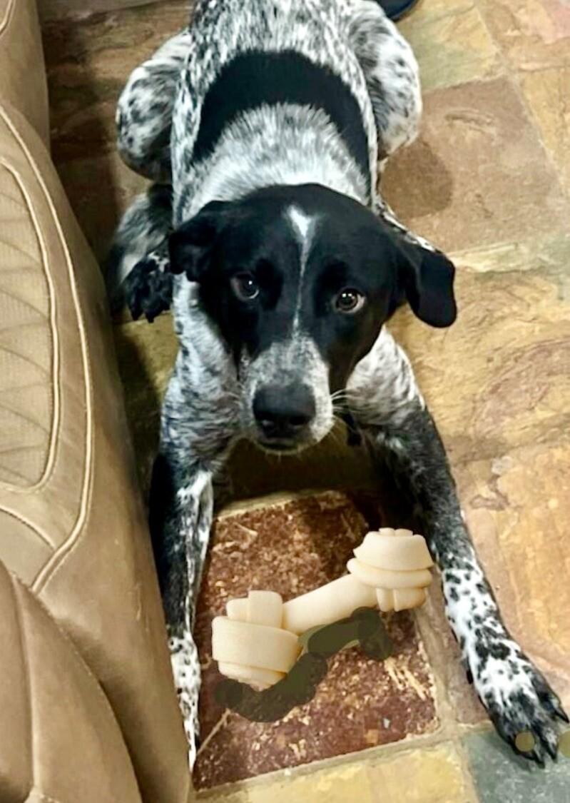 Enlarge Gunner, a Adoptable mixed breed in Anthem, AZ image 4/4