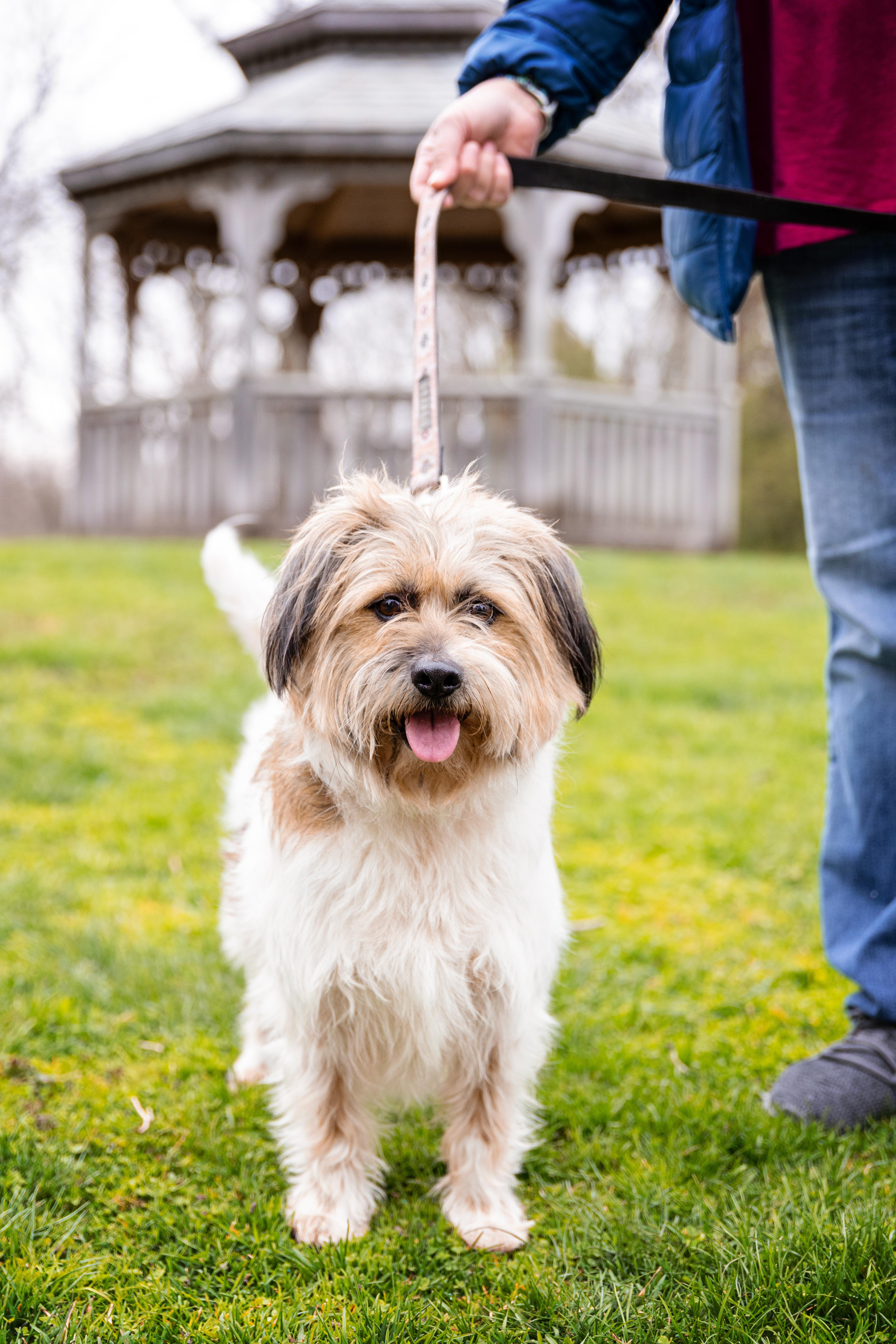 Enlarge Cheeto, a Adoptable mixed breed in Naperville, IL image 2/6