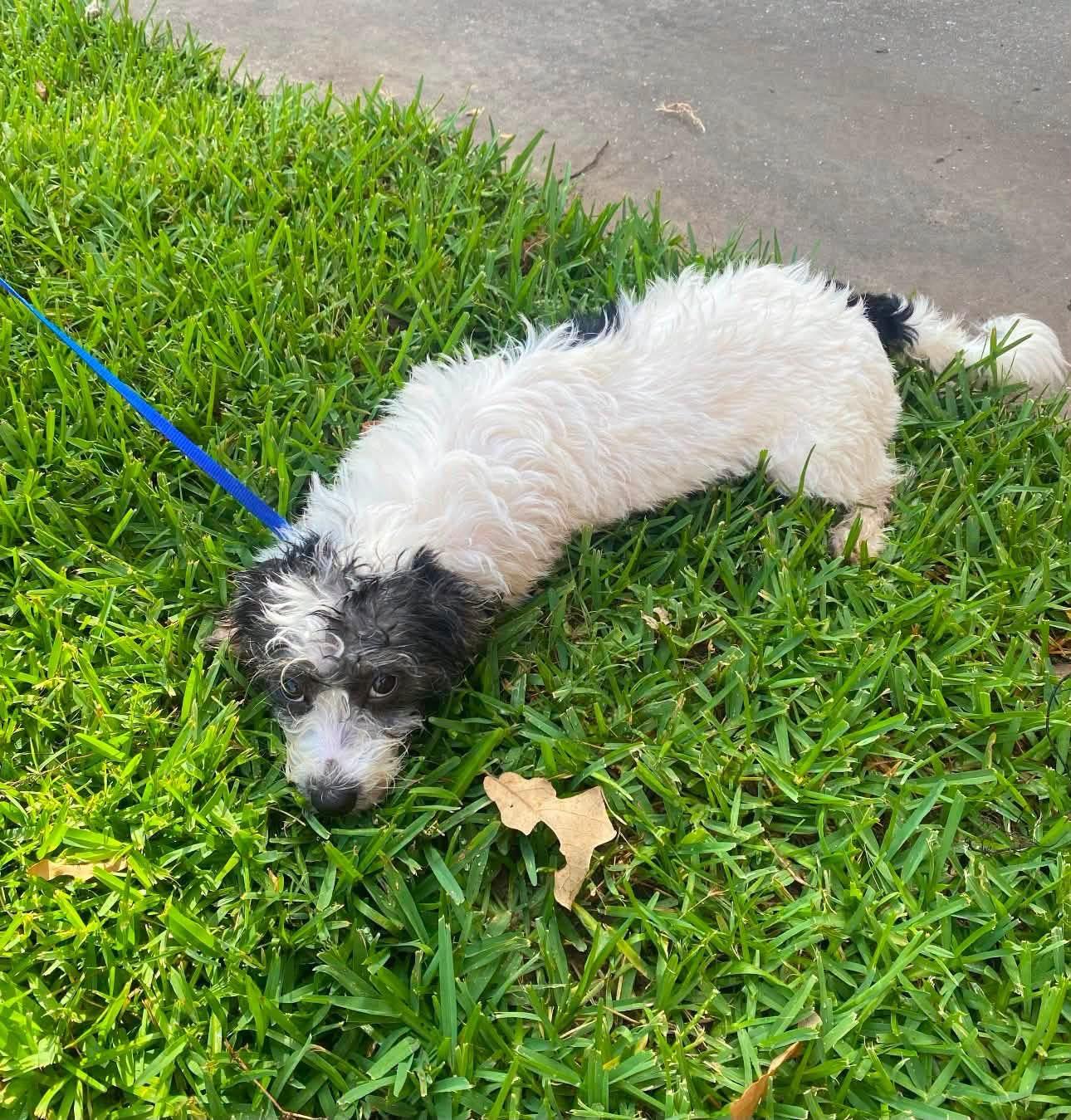 Rose, a ADOPTABLE mixed breed in Rockwall, TX image 2/3