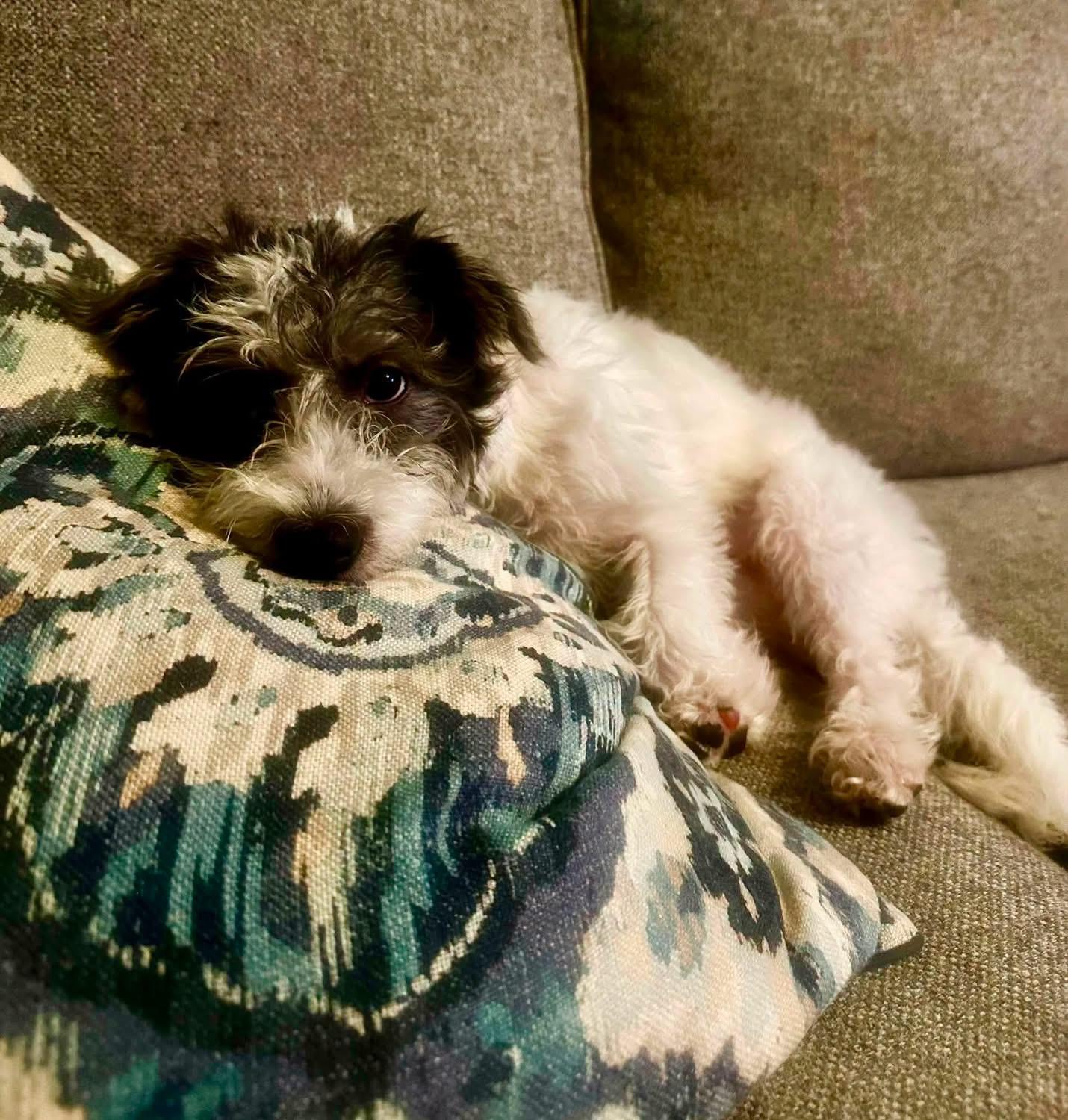 Rose, a ADOPTABLE mixed breed in Rockwall, TX image 3/3