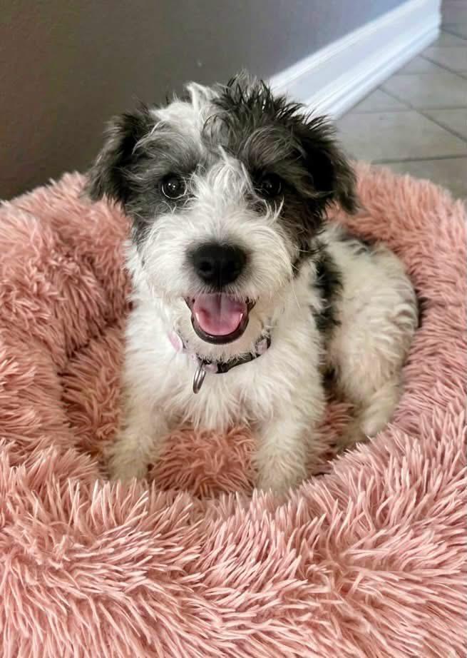 Rose, ADOPTABLE, Puppy Female Havanese.