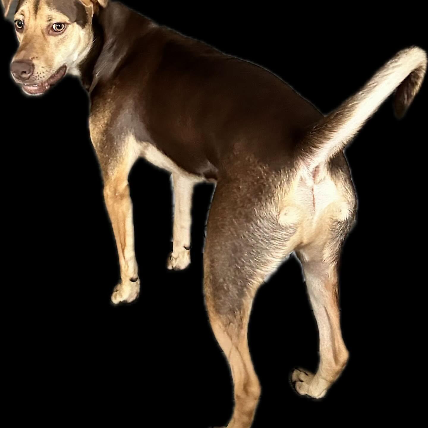 Bo, a ADOPTABLE mixed breed in Raleigh, NC image 6/6
