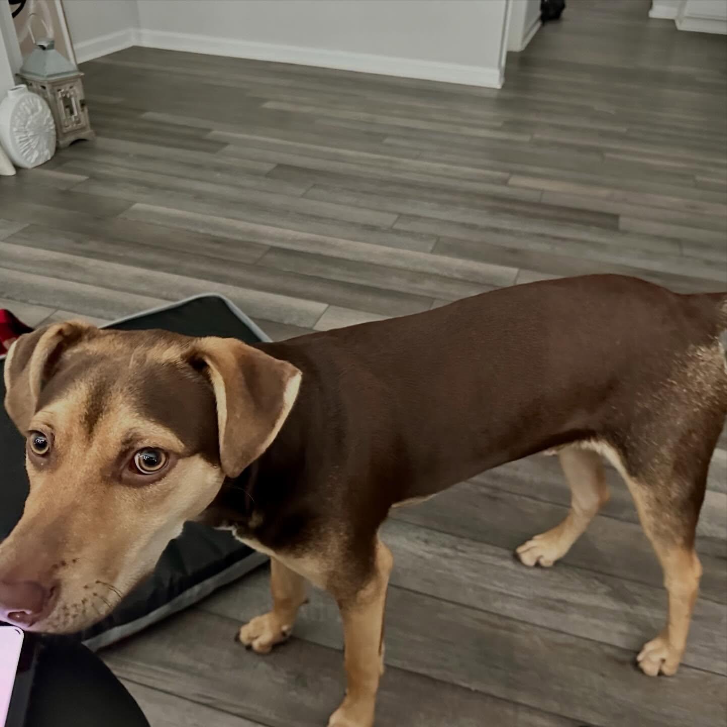 Bo, a ADOPTABLE mixed breed in Raleigh, NC image 5/6