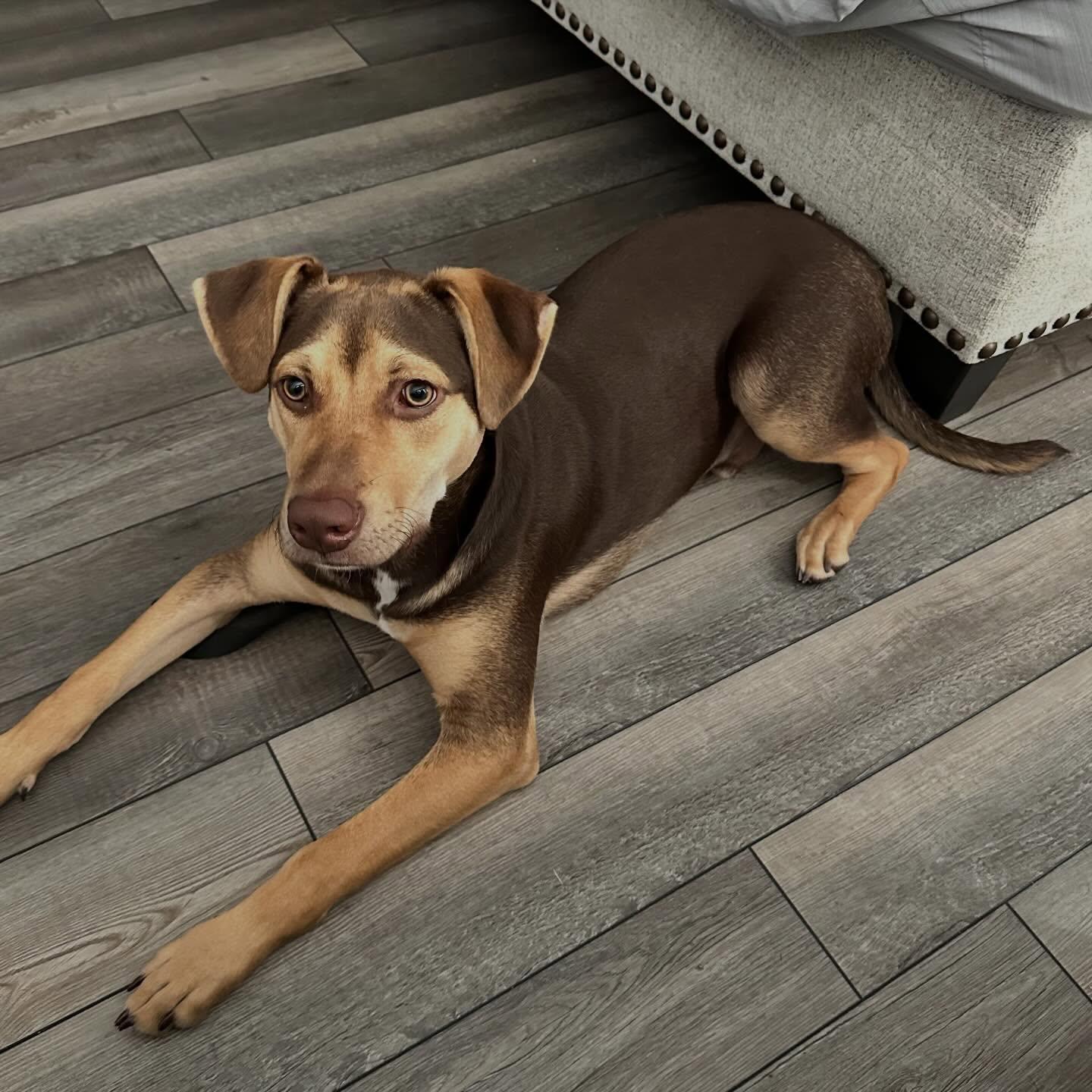 Bo, a ADOPTABLE mixed breed in Raleigh, NC image 2/6