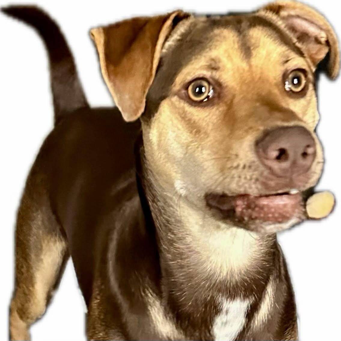 Bo, ADOPTABLE, Adult Male American Staffordshire Terrier.