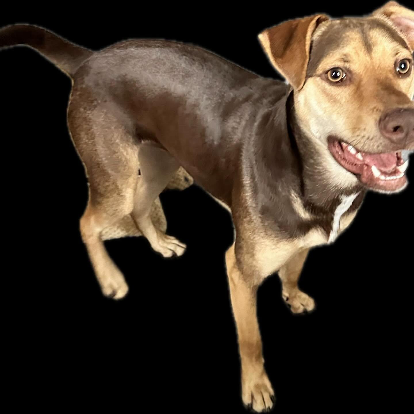 Bo, a ADOPTABLE mixed breed in Raleigh, NC image 3/6