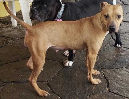 Enlarge Leah, a Adoptable mixed breed in New Orleans, LA image 1/3