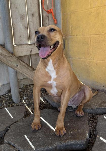 Enlarge Leah, a Adoptable mixed breed in New Orleans, LA image 1/3