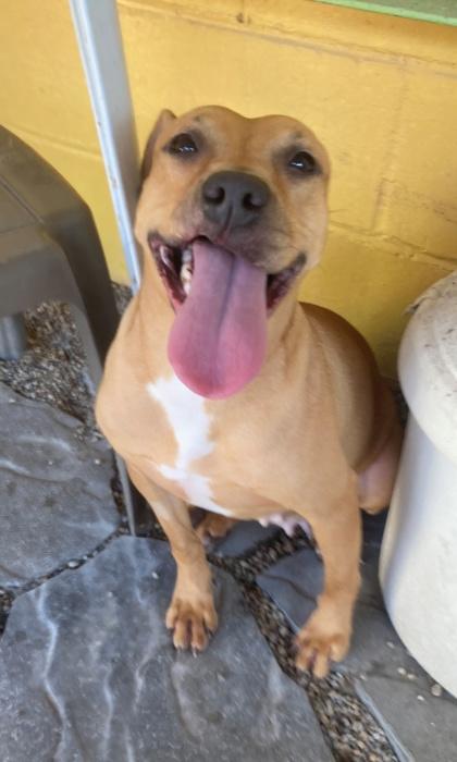 Enlarge Leah, a Adoptable mixed breed in New Orleans, LA image 1/3