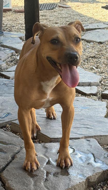 Enlarge Leah, a Adoptable mixed breed in New Orleans, LA image 2/3
