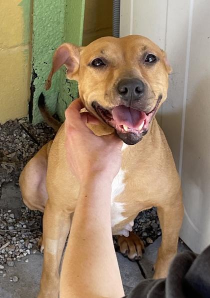 Enlarge Leah, a Adoptable mixed breed in New Orleans, LA image 2/3