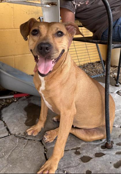 Enlarge Leah, a Adoptable mixed breed in New Orleans, LA image 3/3