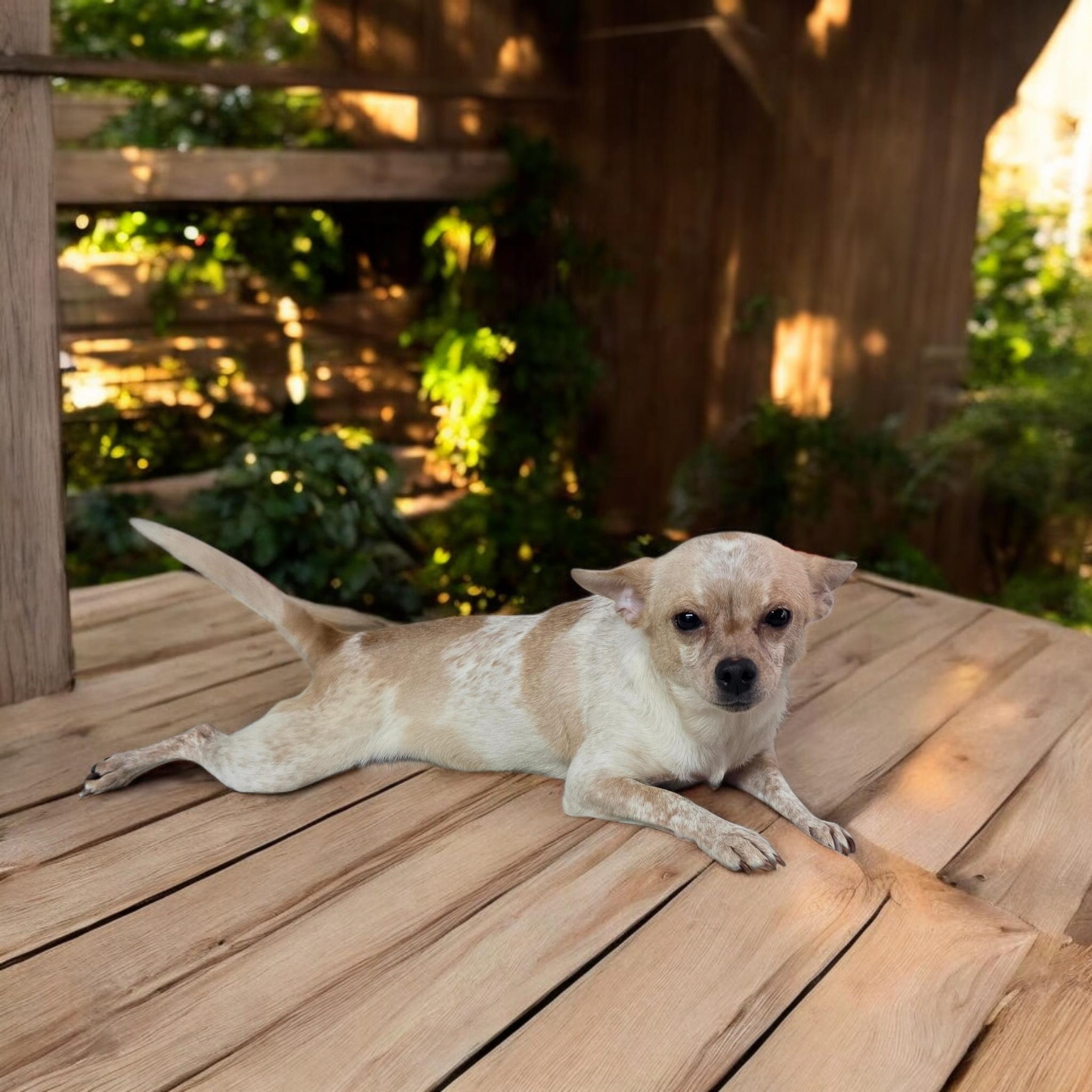 Tally, a Adoptable mixed breed in Dallas, GA image 1/2