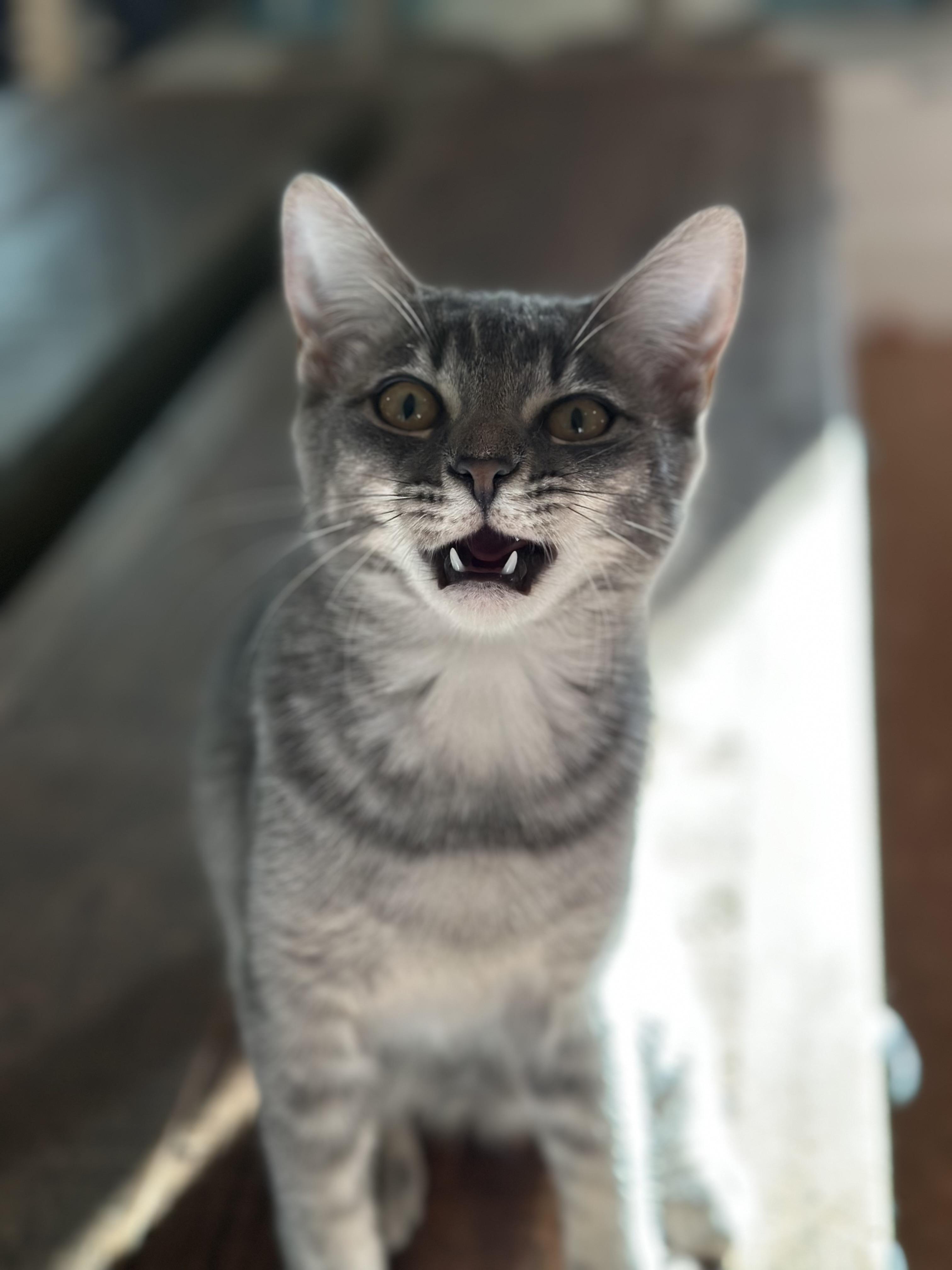 Sevilla, Adoptable, Kitten Female Domestic Short Hair.