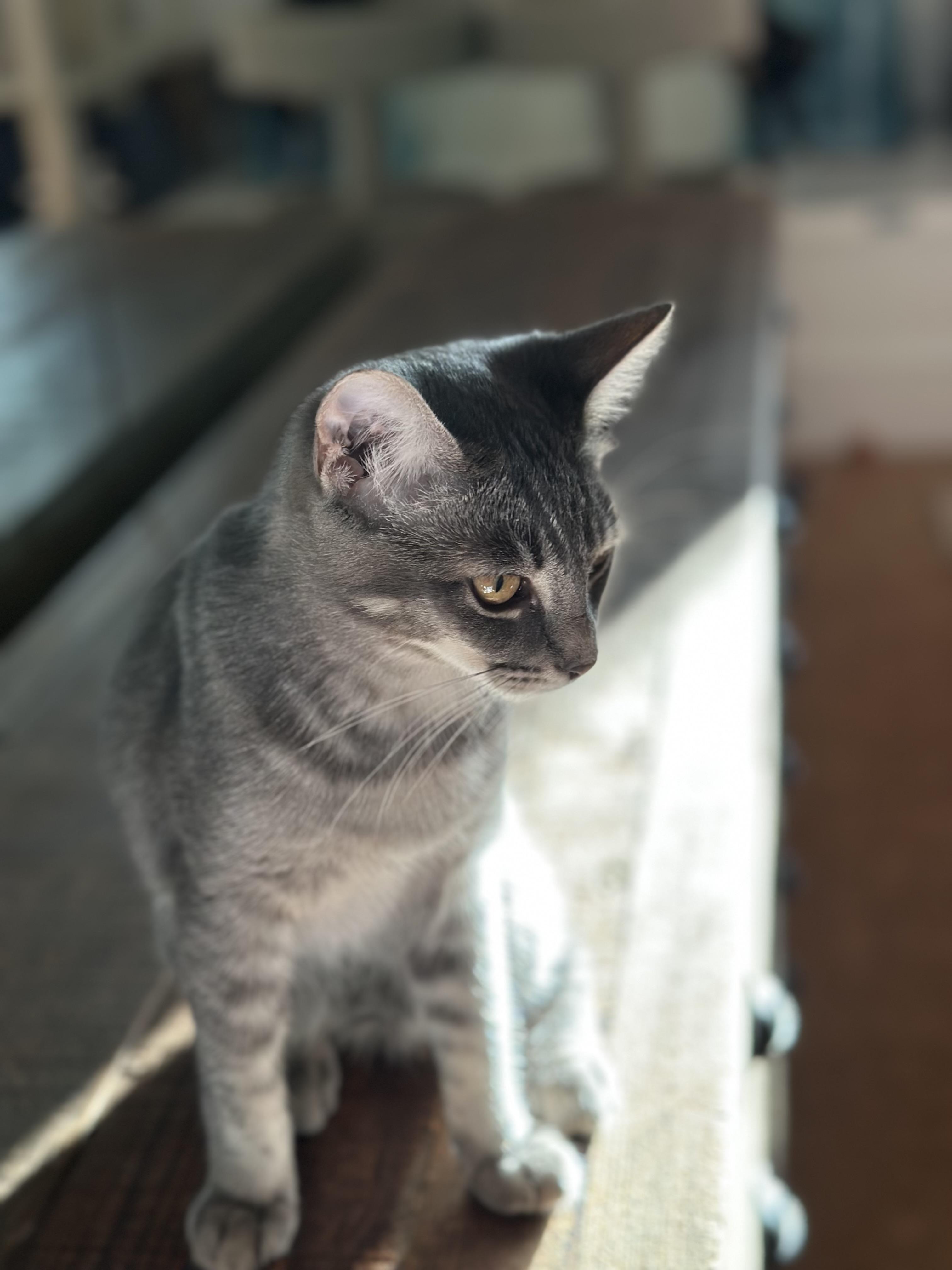 Enlarge Sevilla, a Adoptable Domestic Short Hair in Campbell, CA image 2/6