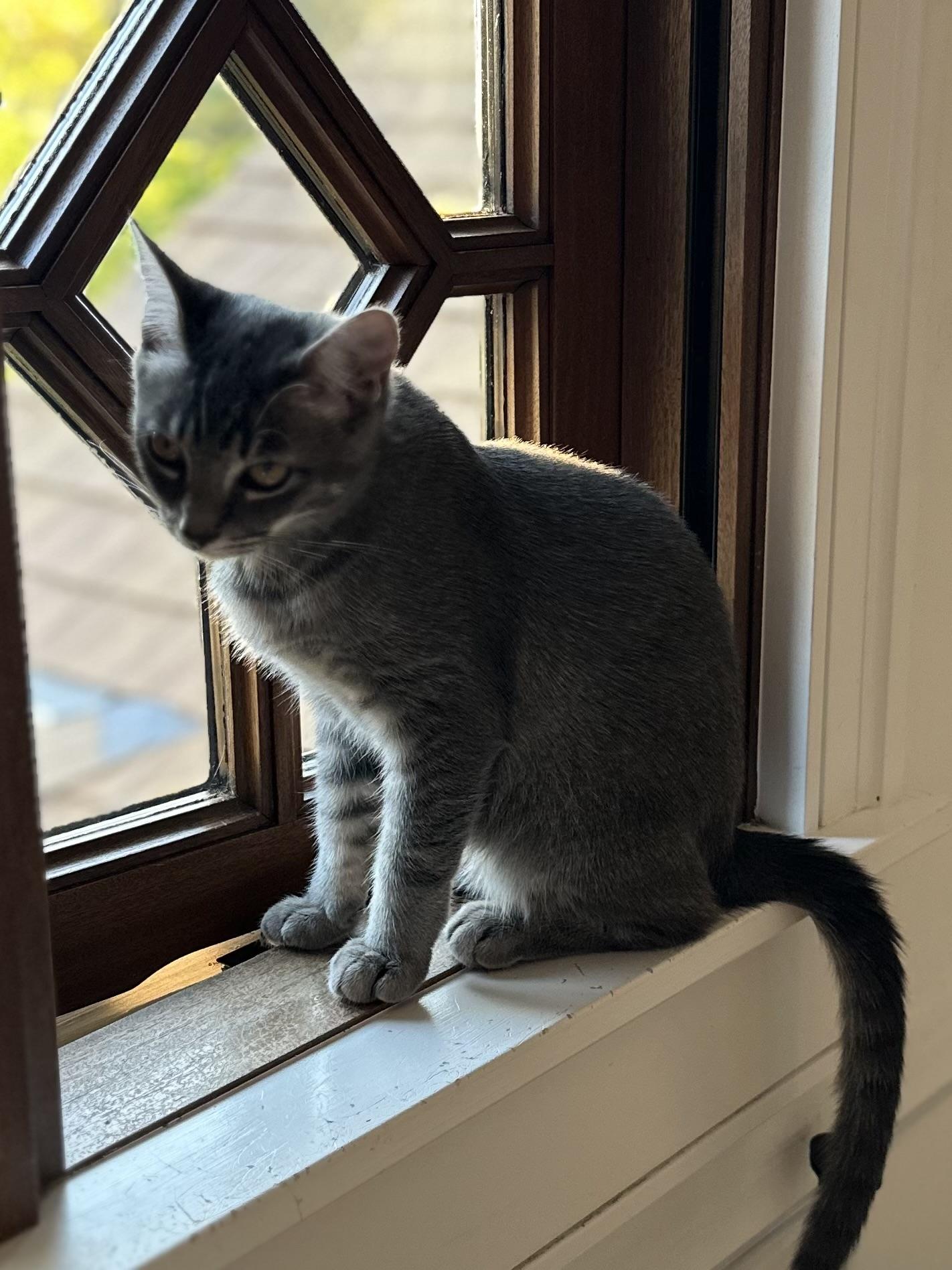 Enlarge Sevilla, a Adoptable Domestic Short Hair in Campbell, CA image 3/6