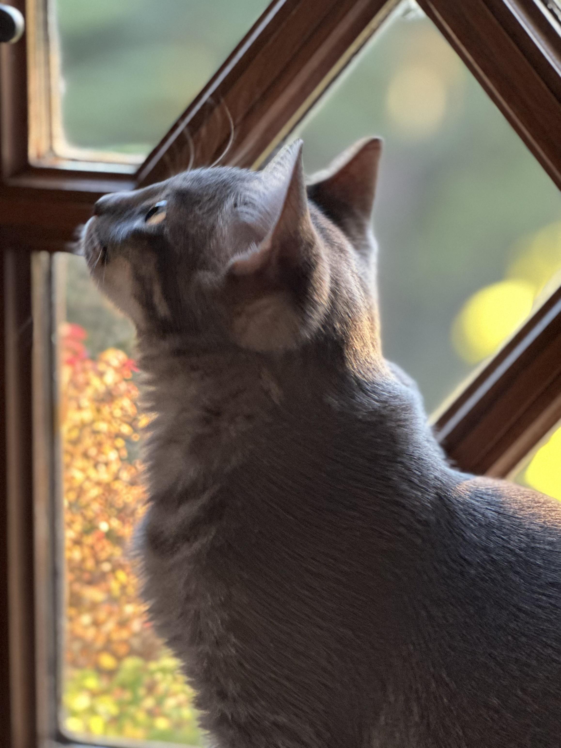 Enlarge Sevilla, a Adoptable Domestic Short Hair in Campbell, CA image 4/6