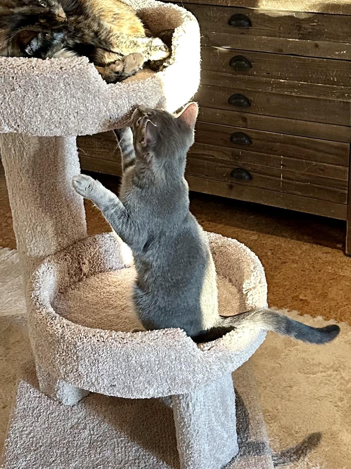 Enlarge Sevilla, a Adoptable Domestic Short Hair in Campbell, CA image 5/6