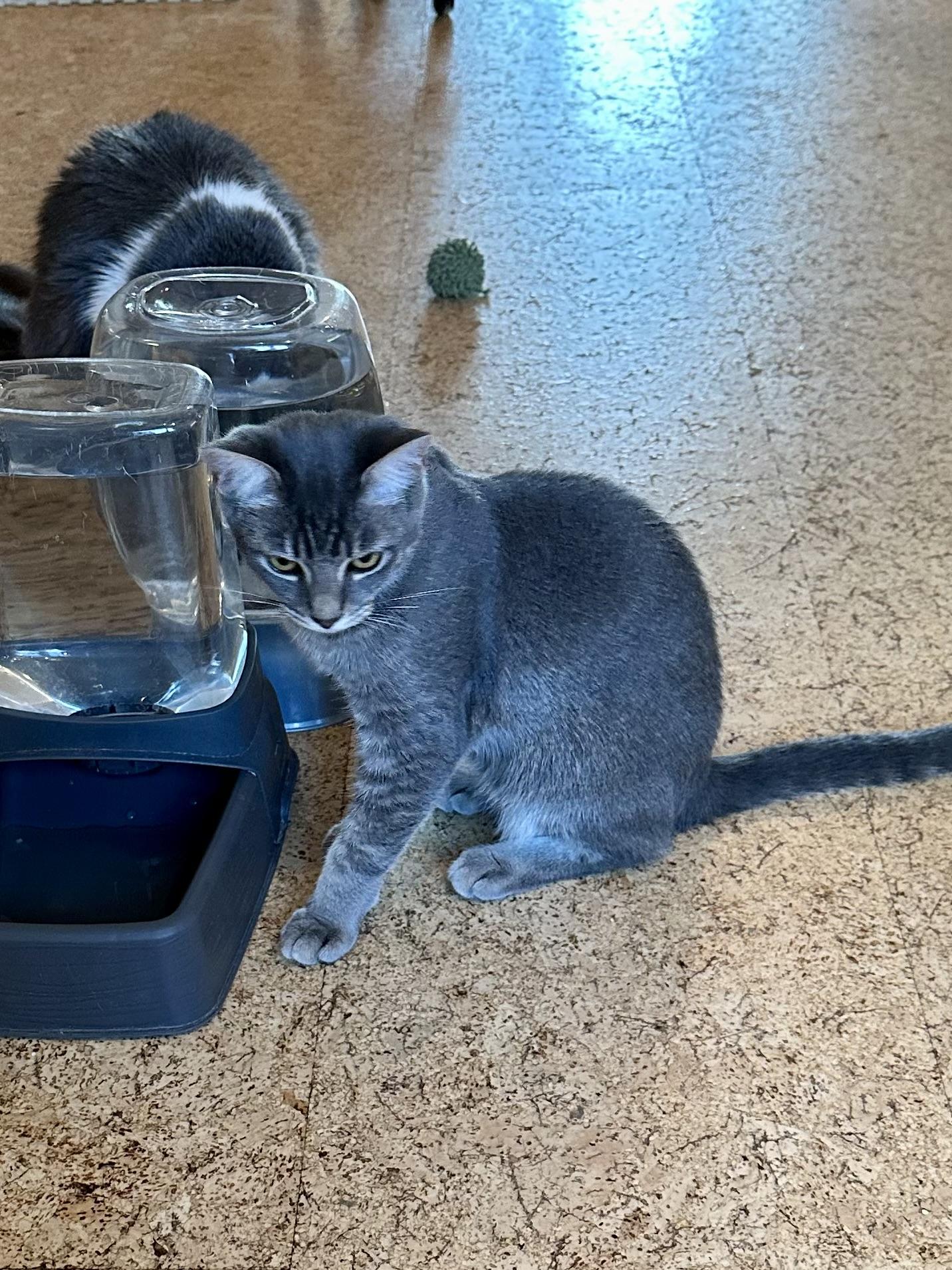 Enlarge Sevilla, a Adoptable Domestic Short Hair in Campbell, CA image 6/6