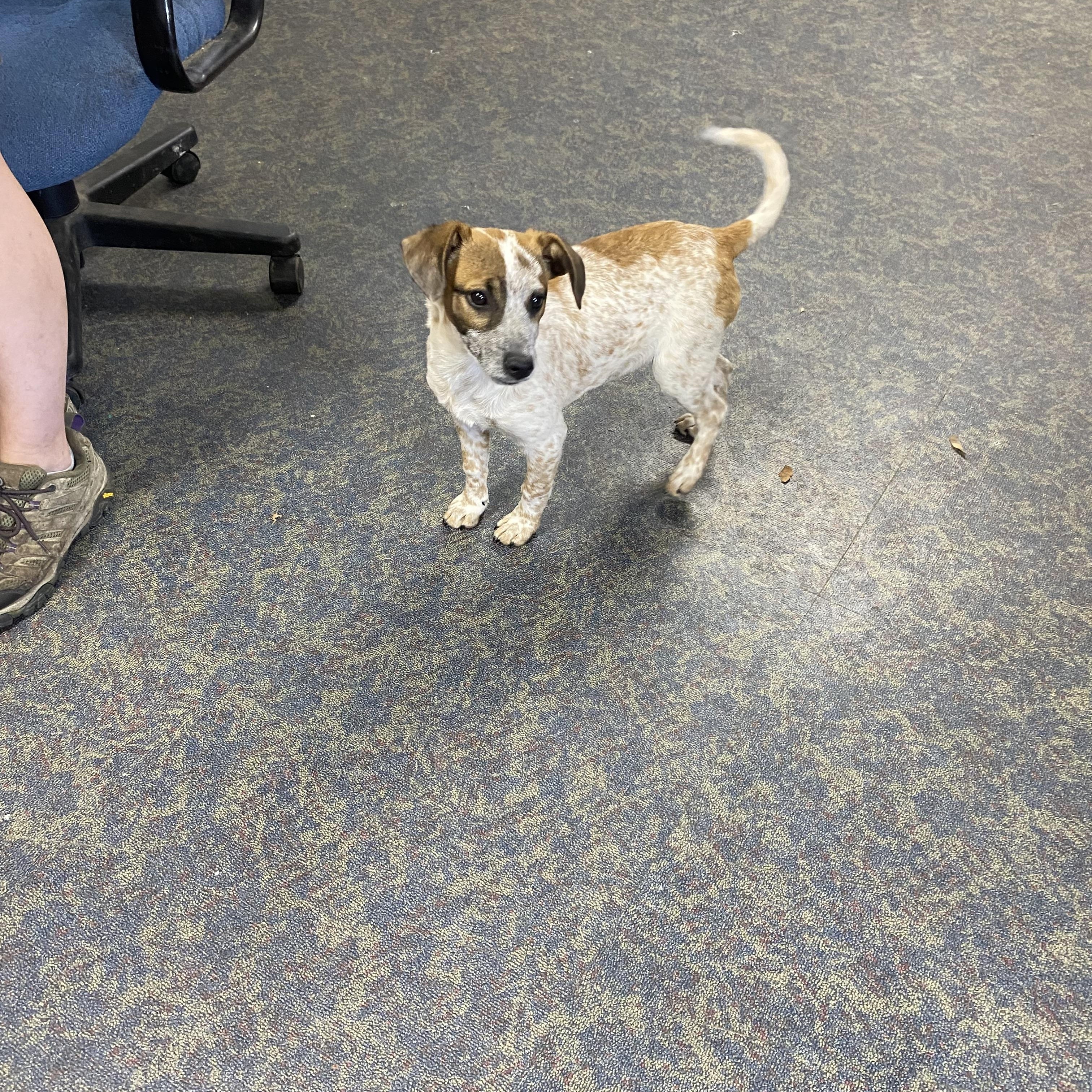 Enlarge Freckles, a ADOPTABLE Jack Russell Terrier in Blytheville, AR image 2/4