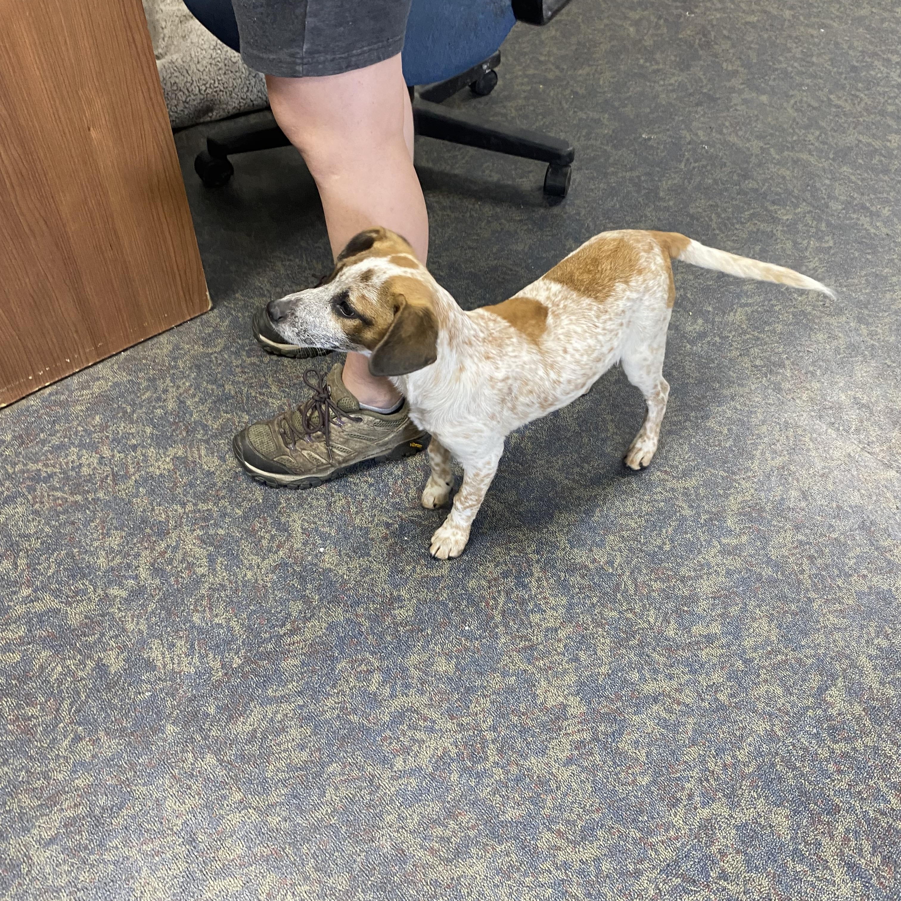 Enlarge Freckles, a ADOPTABLE Jack Russell Terrier in Blytheville, AR image 4/4