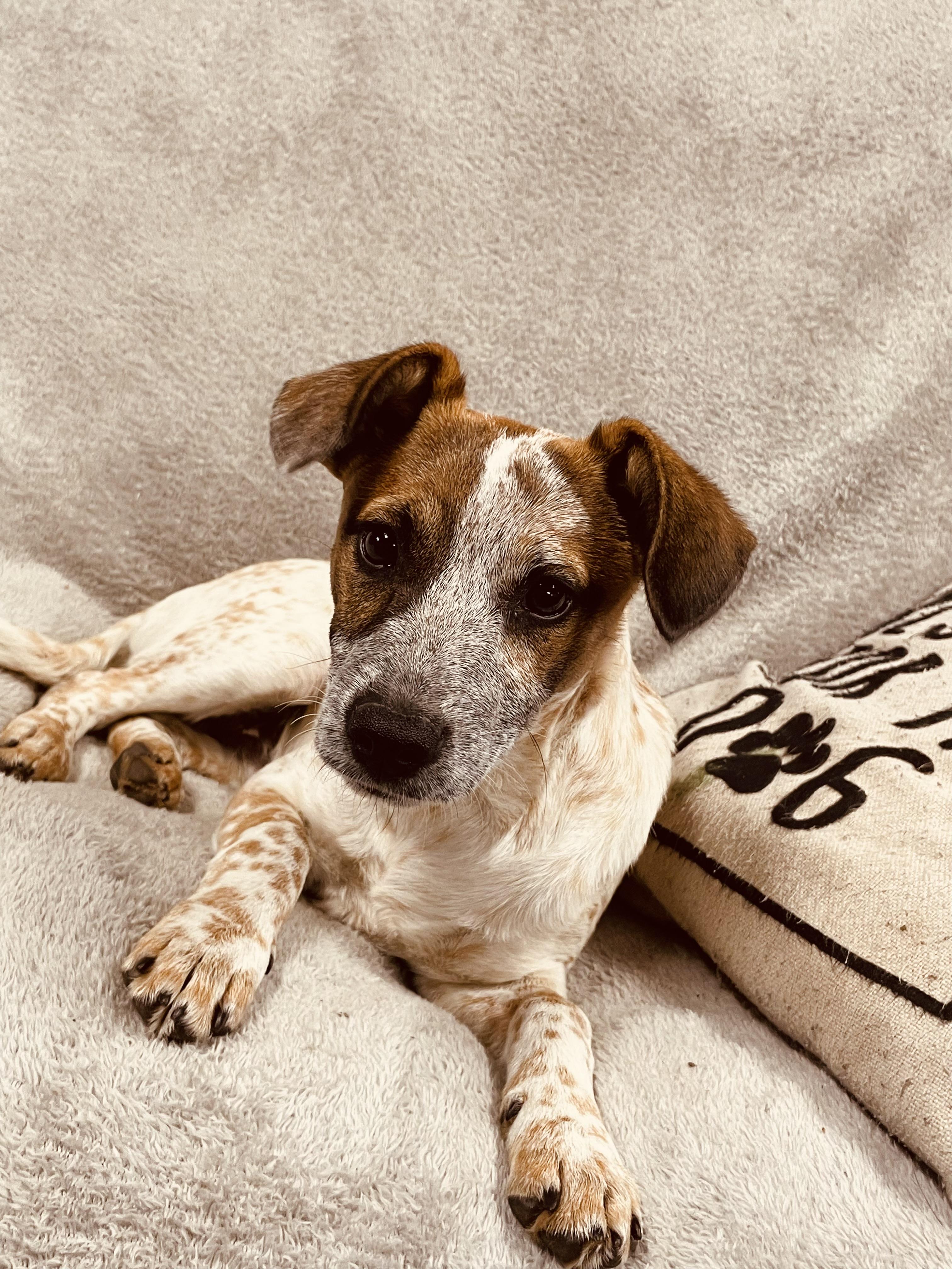 Freckles, ADOPTABLE, Adult Male Jack Russell Terrier.