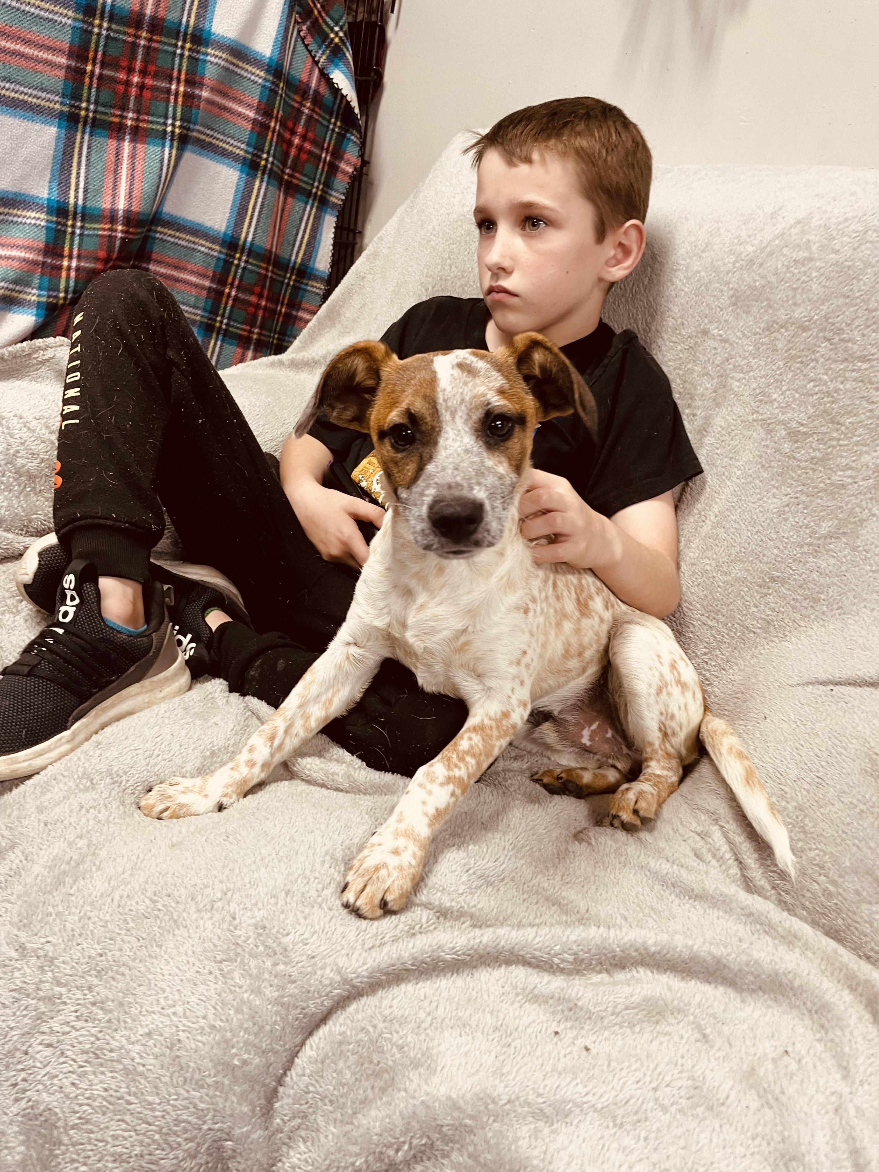 Enlarge Freckles, a ADOPTABLE Jack Russell Terrier in Blytheville, AR image 2/3