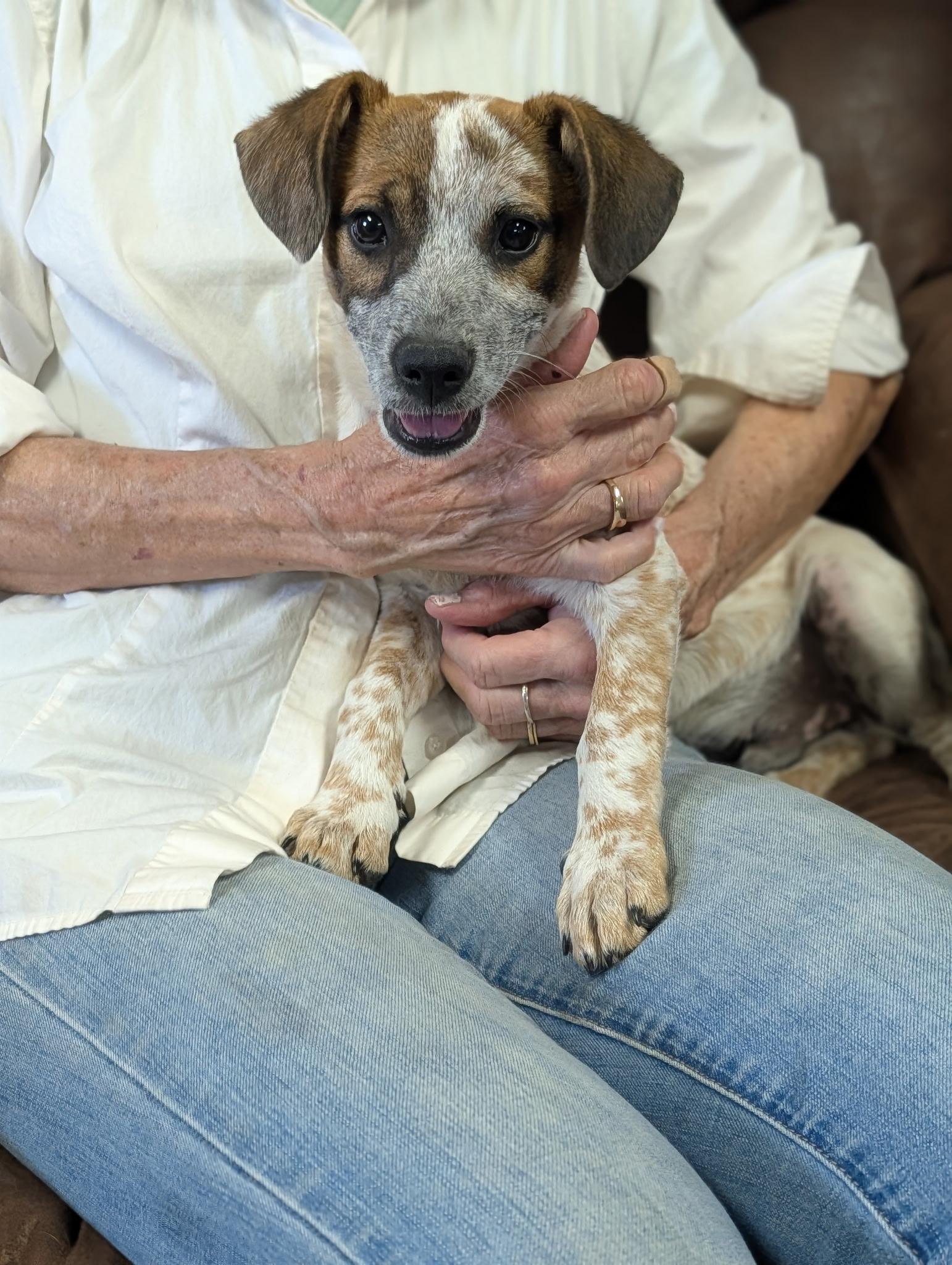 Freckles, ADOPTABLE, Puppy Male Jack Russell Terrier.