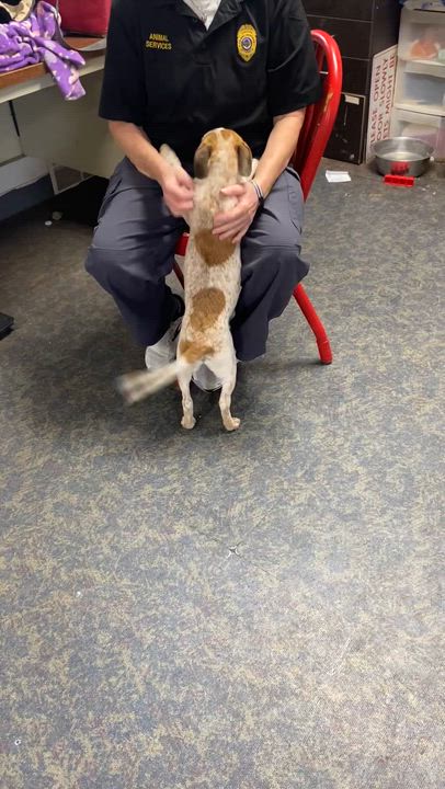 Enlarge Freckles, a ADOPTABLE Jack Russell Terrier in Blytheville, AR video 3/4