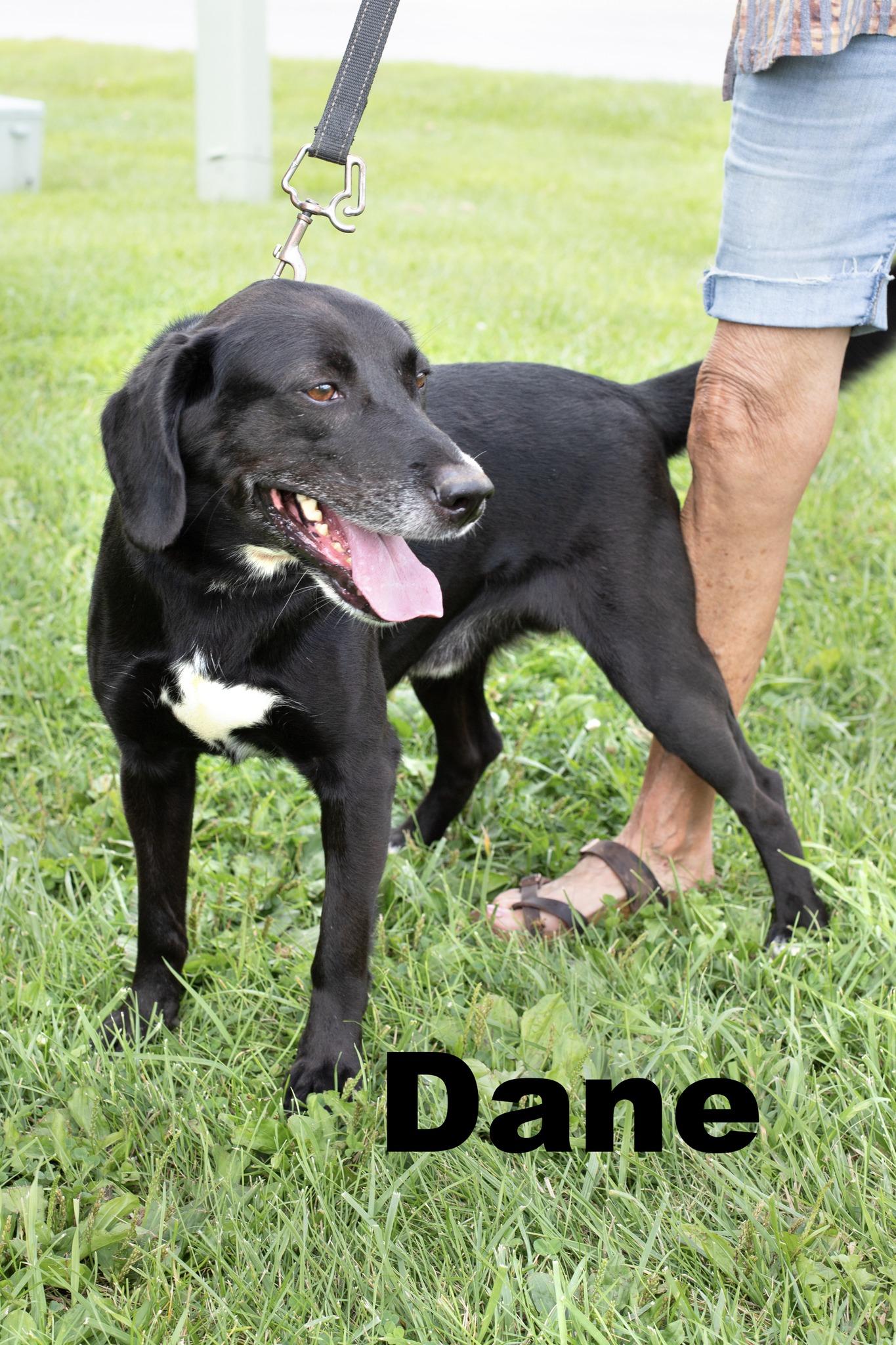 Dane