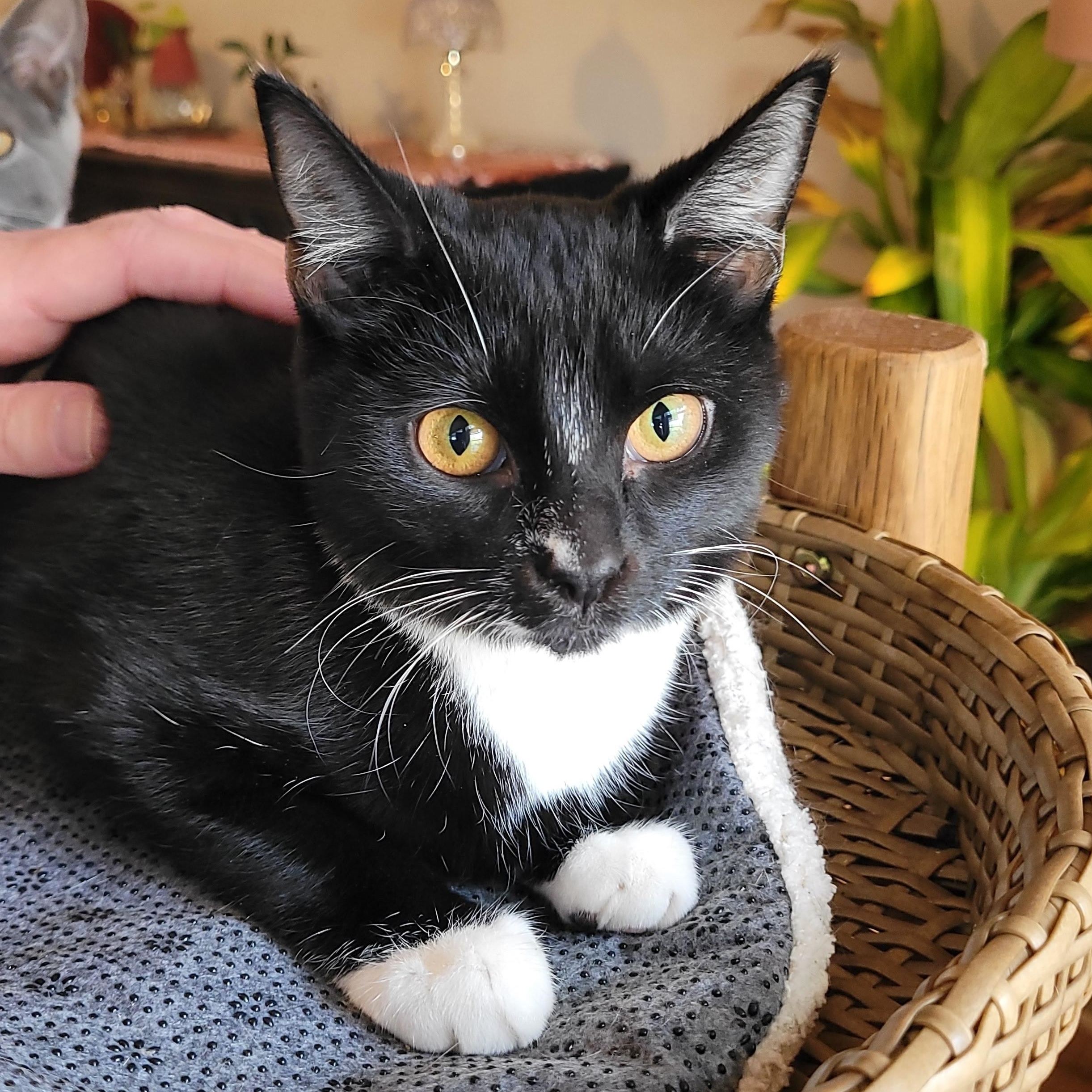 Enlarge Halee, a Adoptable Domestic Short Hair in Indianapolis, IN image 1/6