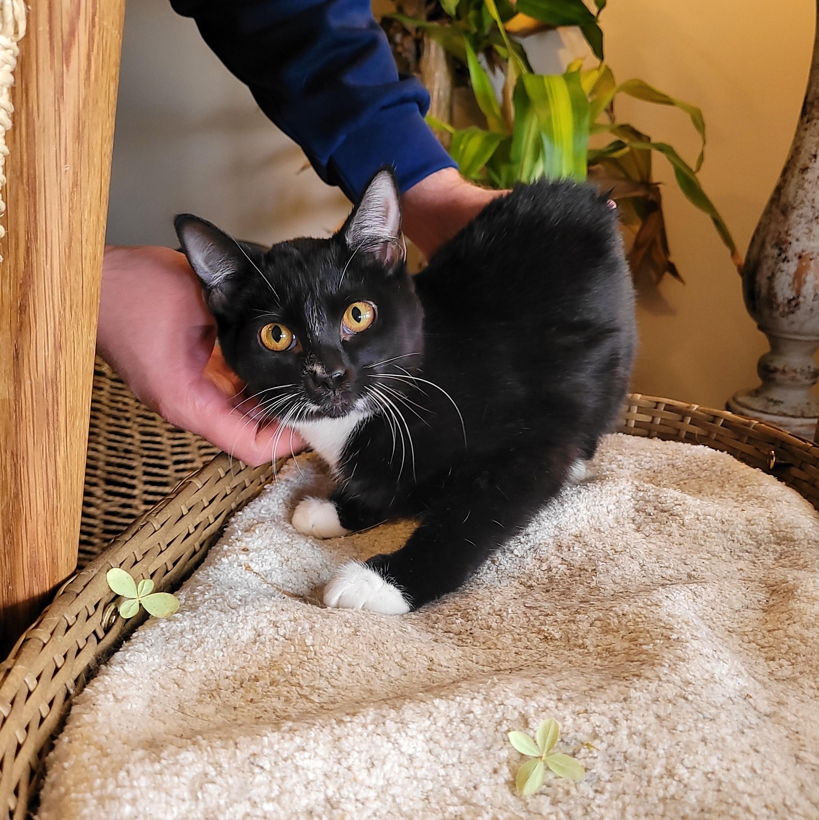 Enlarge Halee, a Adoptable Domestic Short Hair in Indianapolis, IN image 2/6