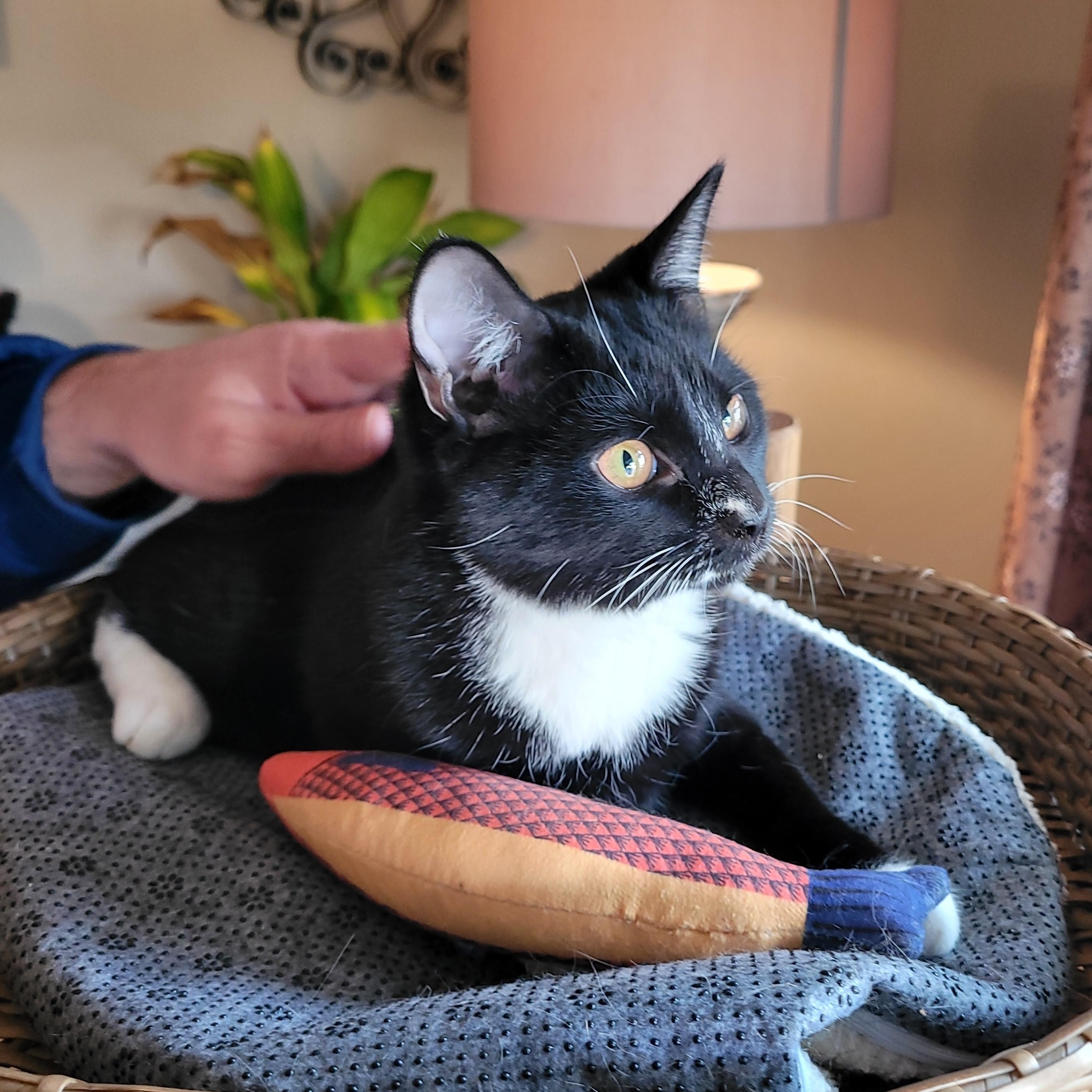 Enlarge Halee, a Adoptable Domestic Short Hair in Indianapolis, IN image 3/6