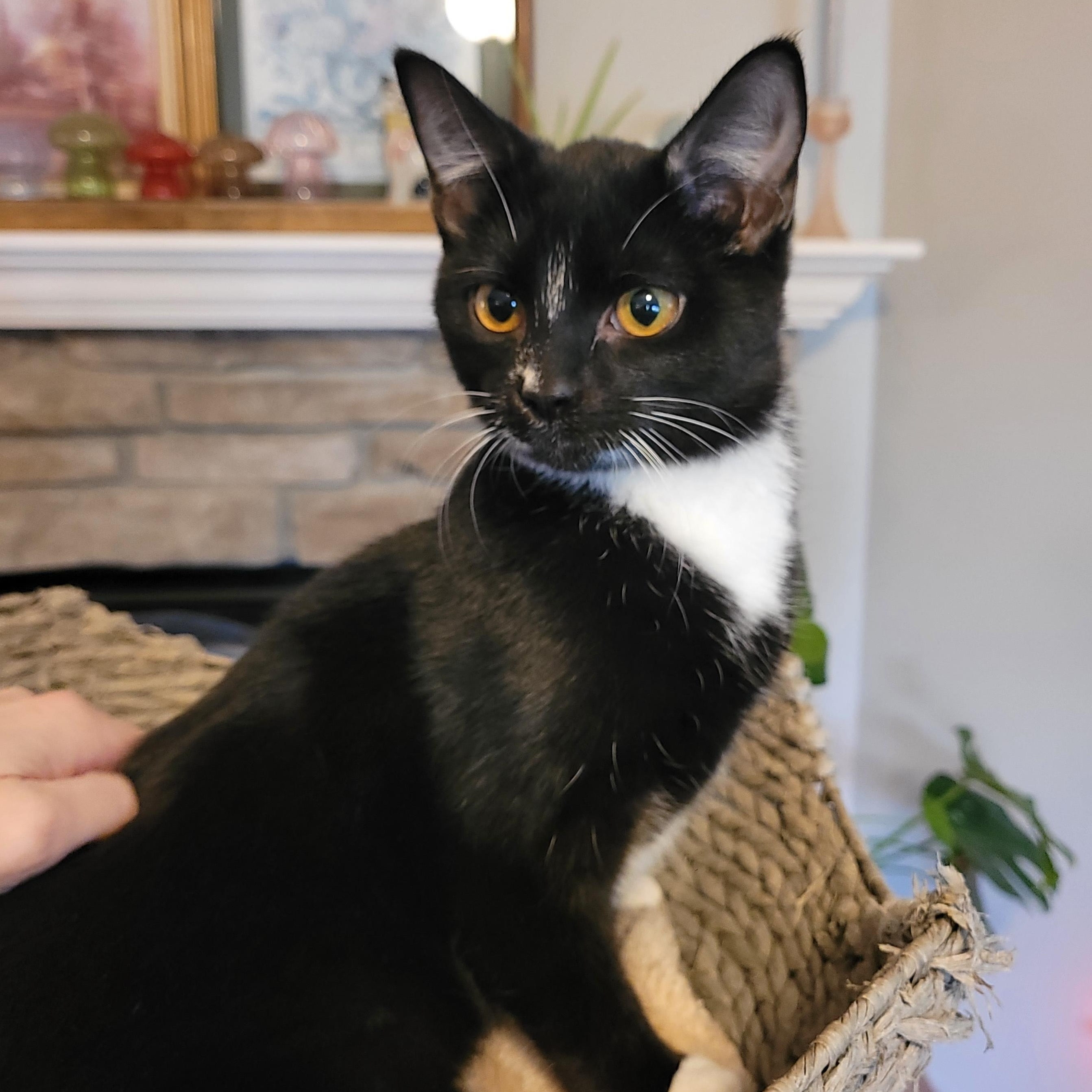 Enlarge Halee, a Adoptable Domestic Short Hair in Indianapolis, IN image 4/6