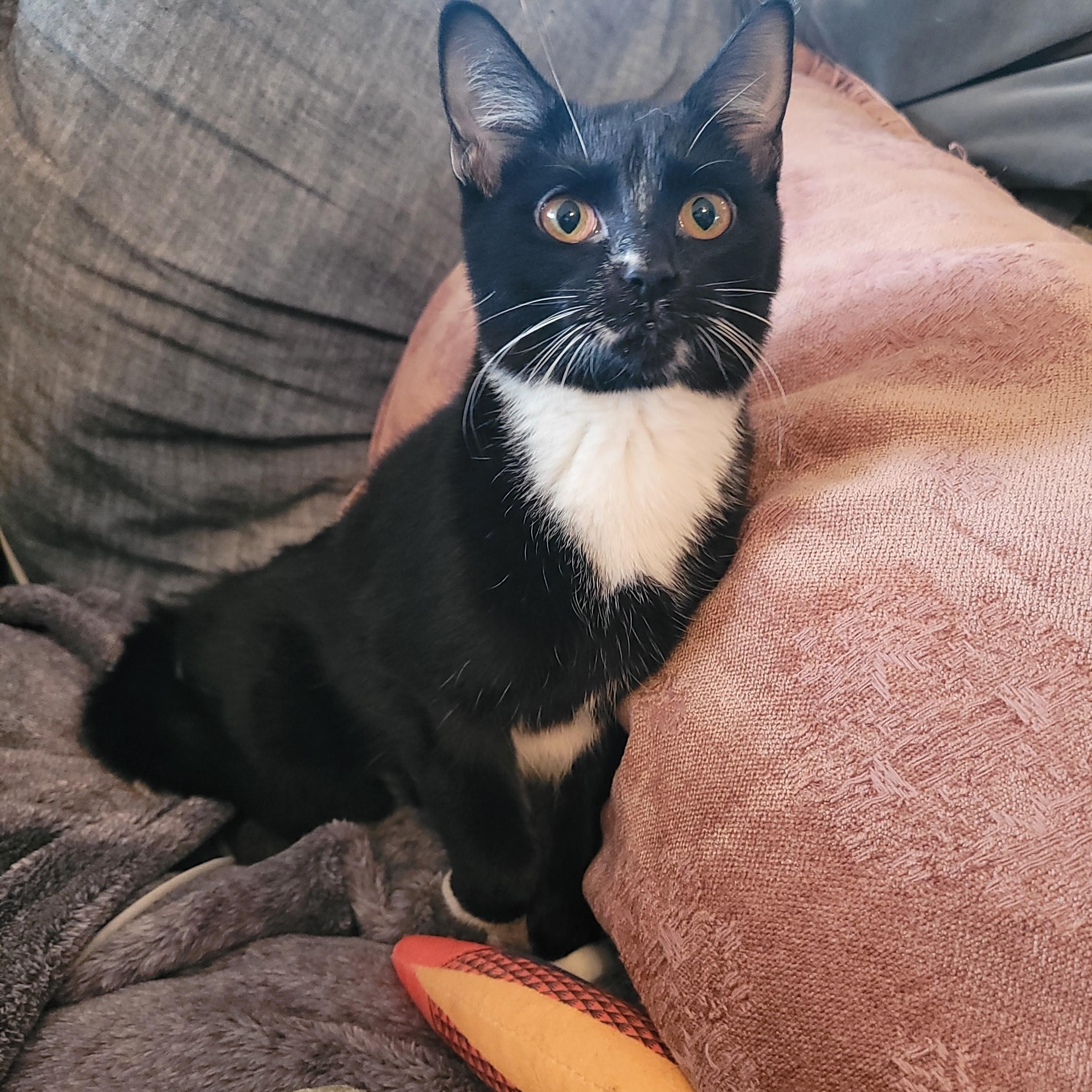 Halee, Adoptable, Young Female Domestic Short Hair.