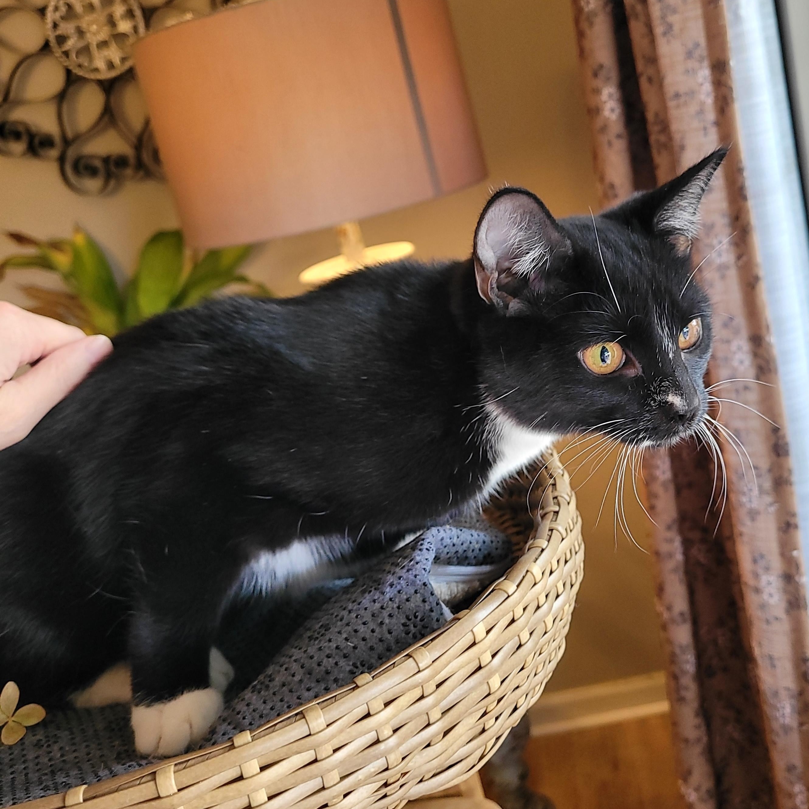 Enlarge Halee, a Adoptable Domestic Short Hair in Indianapolis, IN image 6/6