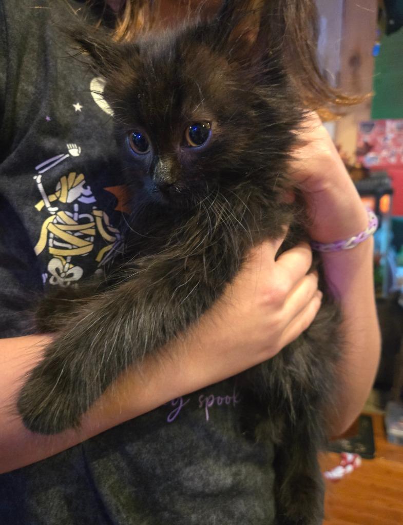 Dolly Parton, Adopted, Kitten Female Domestic Long Hair.