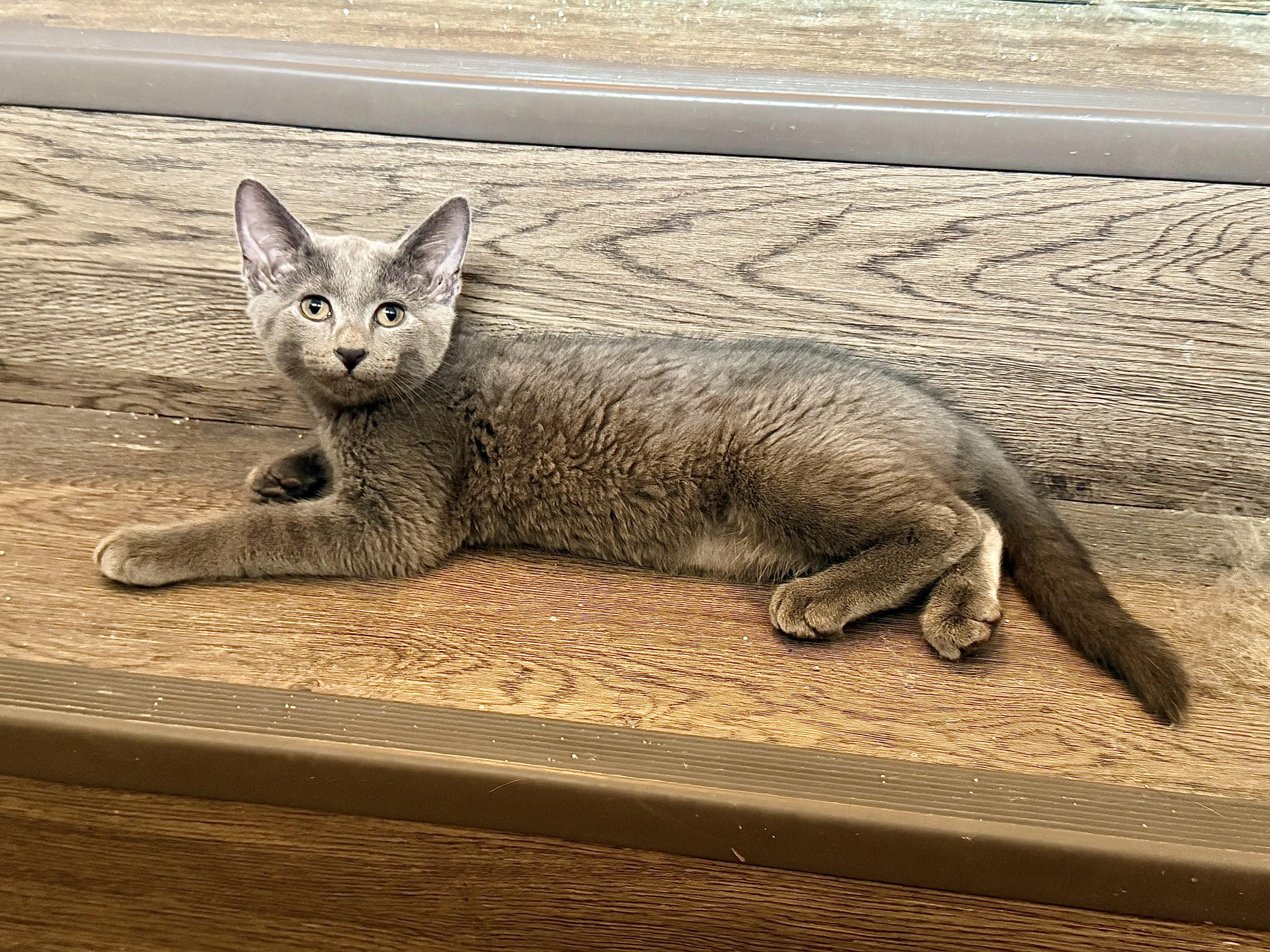 Enlarge Ozzy, a Adoptable Domestic Short Hair in Baton Rouge, LA image 4/6