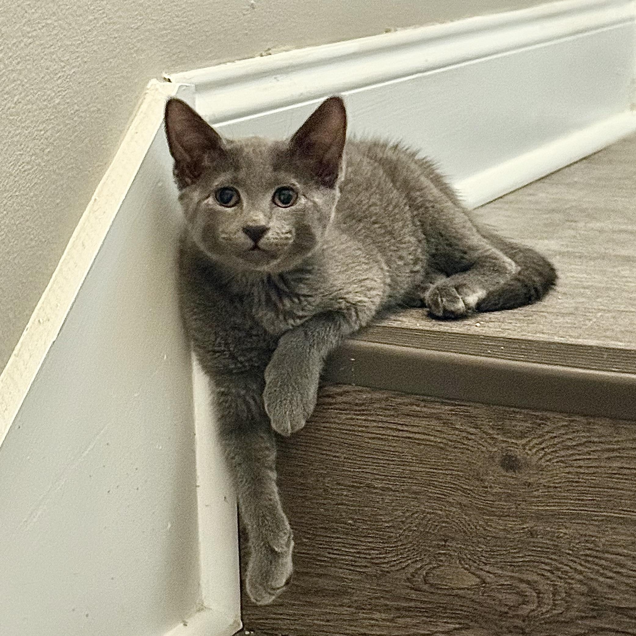 Ozzy, Adoptable, Kitten Male Domestic Short Hair.