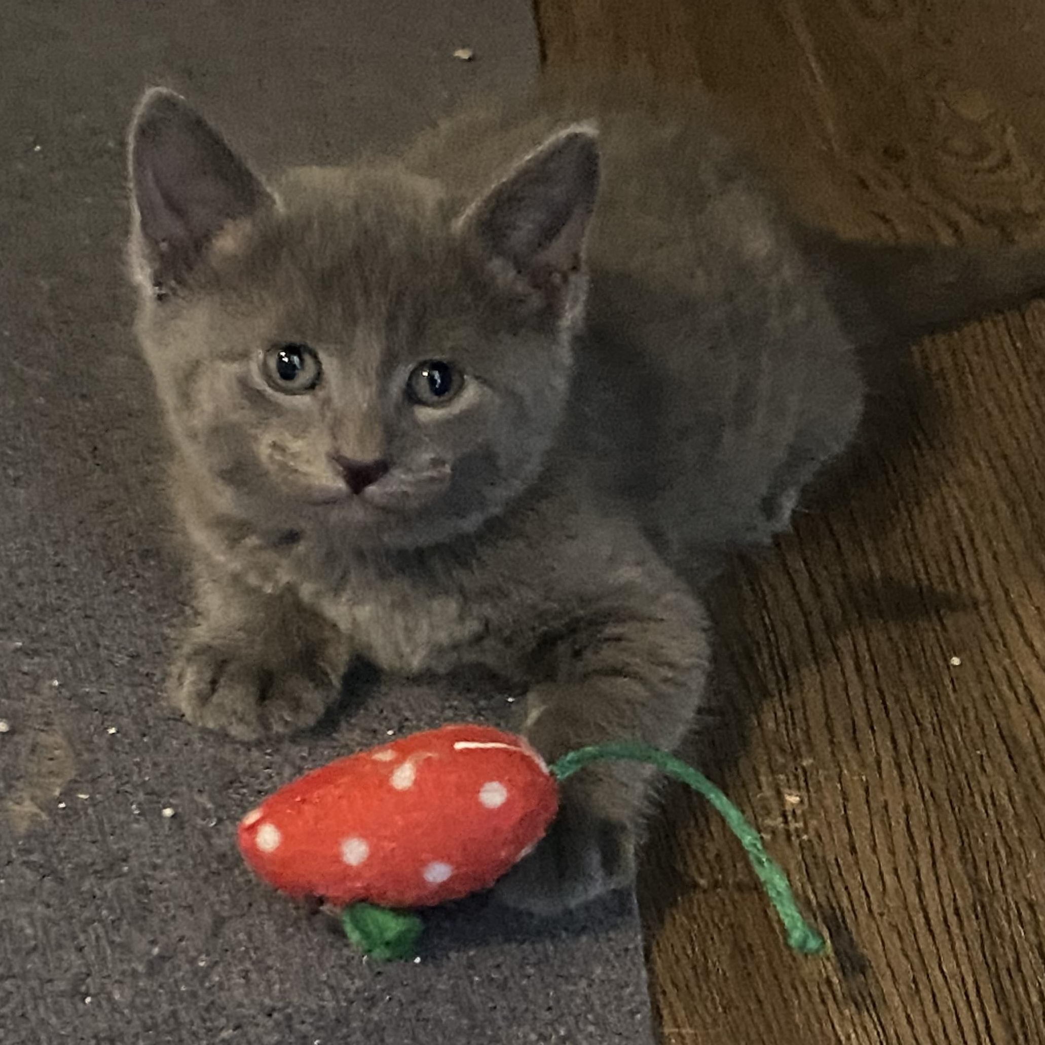 Enlarge Ozzy, a Adoptable Domestic Short Hair in Baton Rouge, LA image 6/6