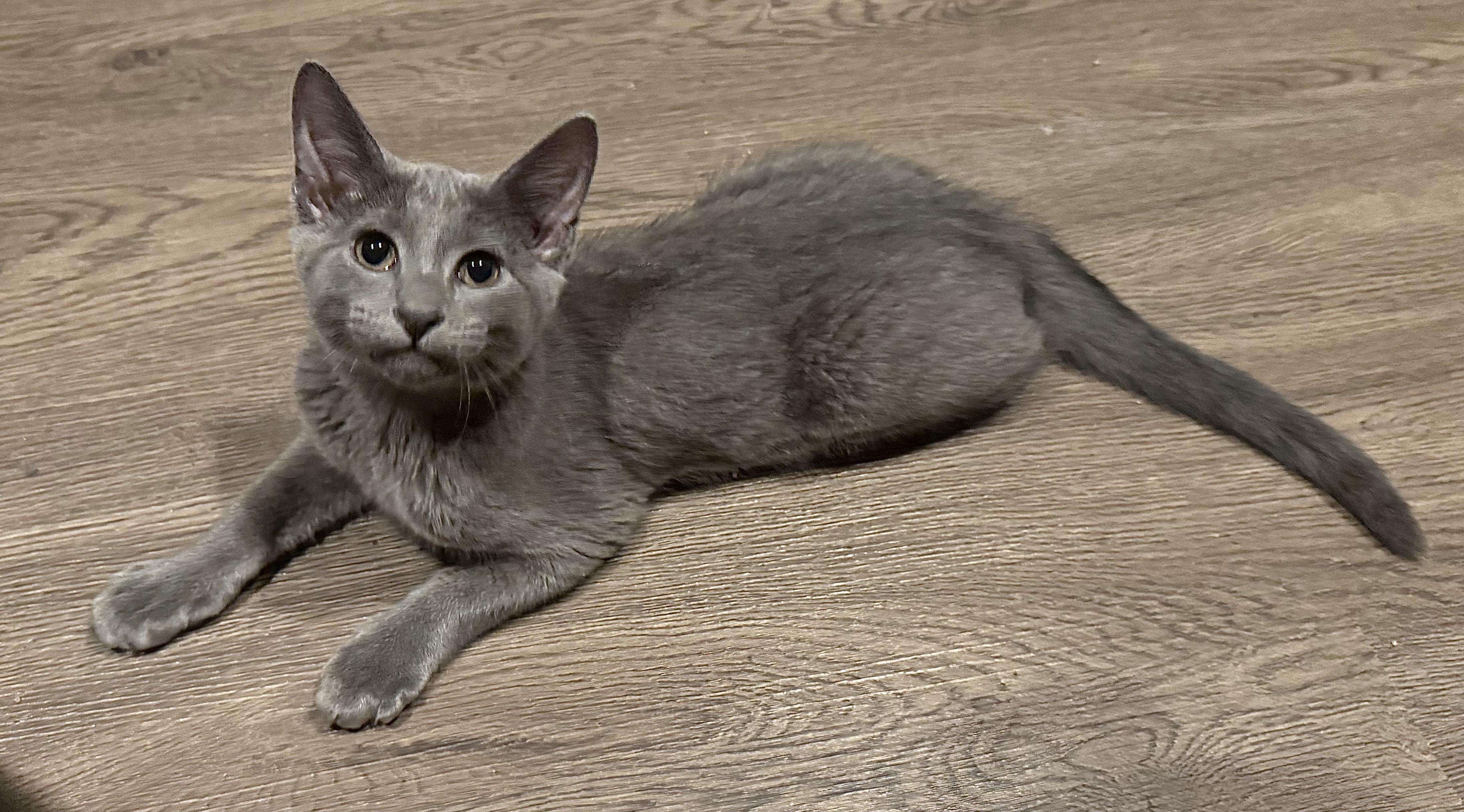 Enlarge Ozzy, a Adoptable Domestic Short Hair in Baton Rouge, LA image 2/6